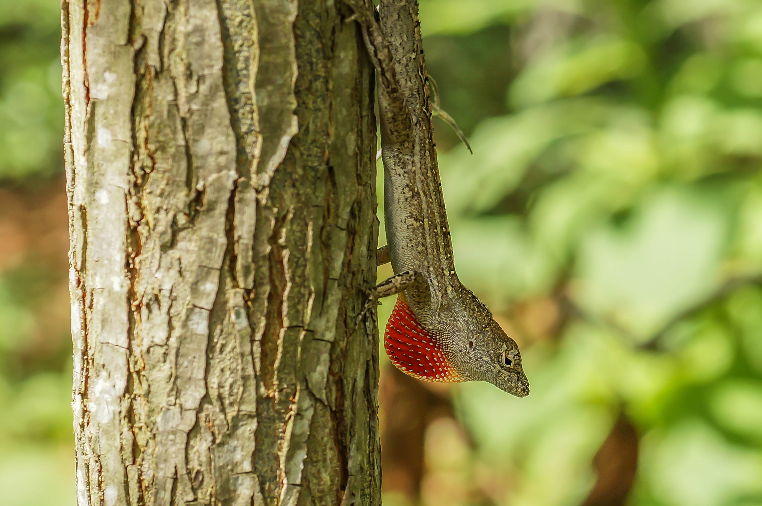 memorial  park, dragon  lizard, houston, bokeh, outdoors, wildlife, tree, 2K, nature, forest, gray, sony  nex  5r, bearded dragon, arboretum, animal, dragon, HD Wallpaper