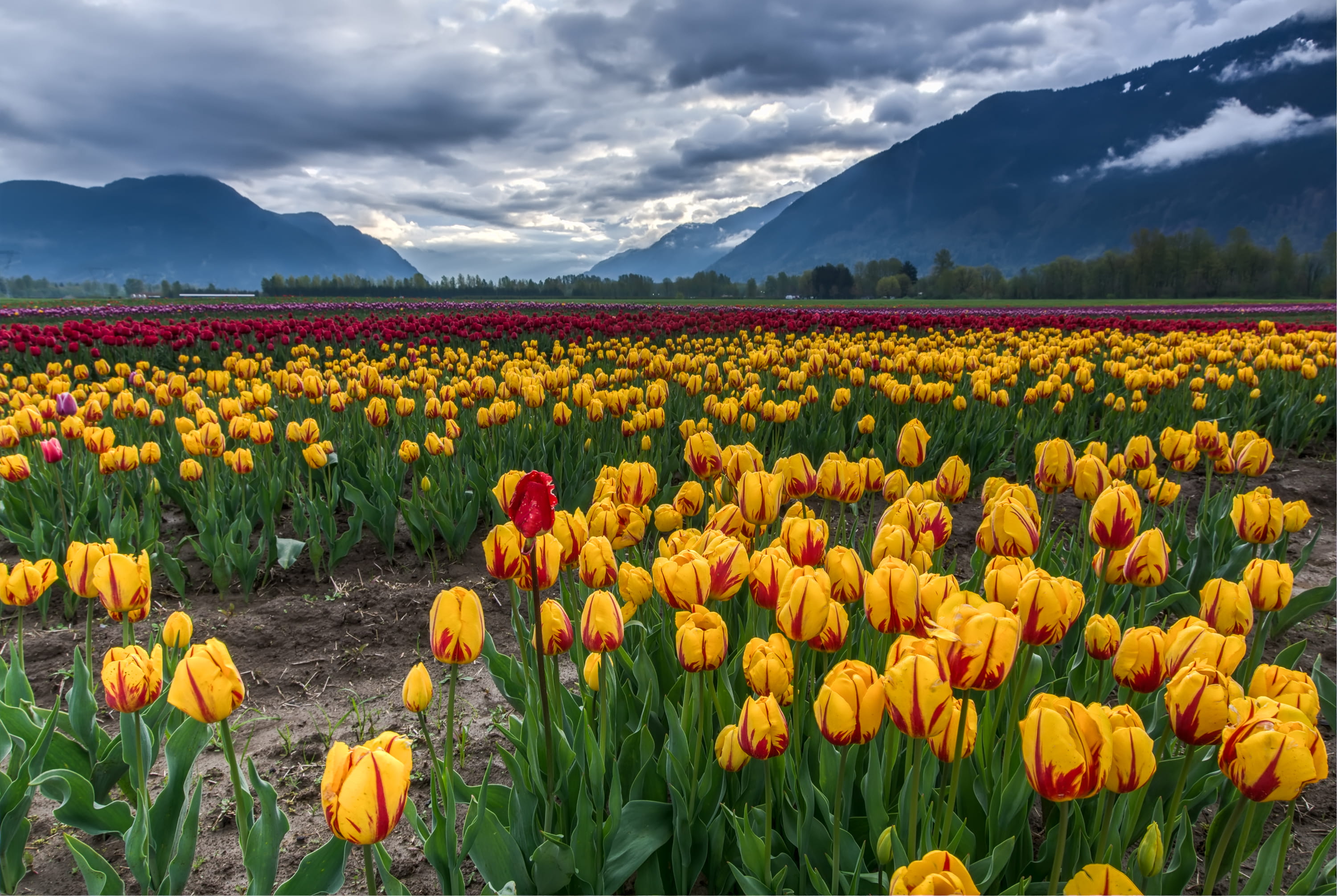 environment, mountain, 3468 chowat rd, sky, outdoors, field, canada, no people, cloud - sky, flowering plant, land, growth, vulnerability, flowerbed, 2K, HD Wallpaper