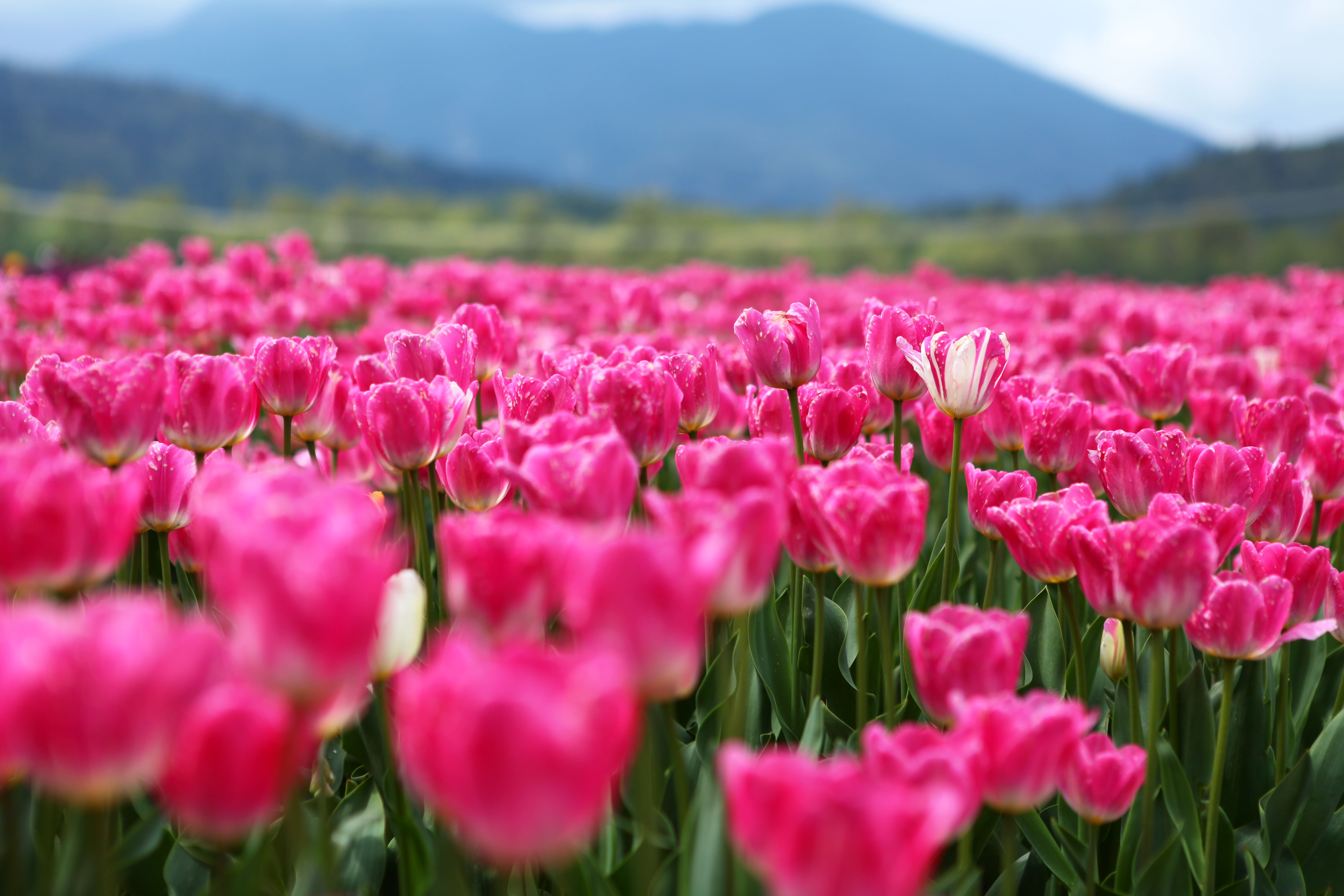red, rural Scene, nature, field, green Color, flower, beauty In Nature, springtime, outdoors, summer, 5K, BC, pink, Canada, Tulip Festival, flowerbed, HD Wallpaper
