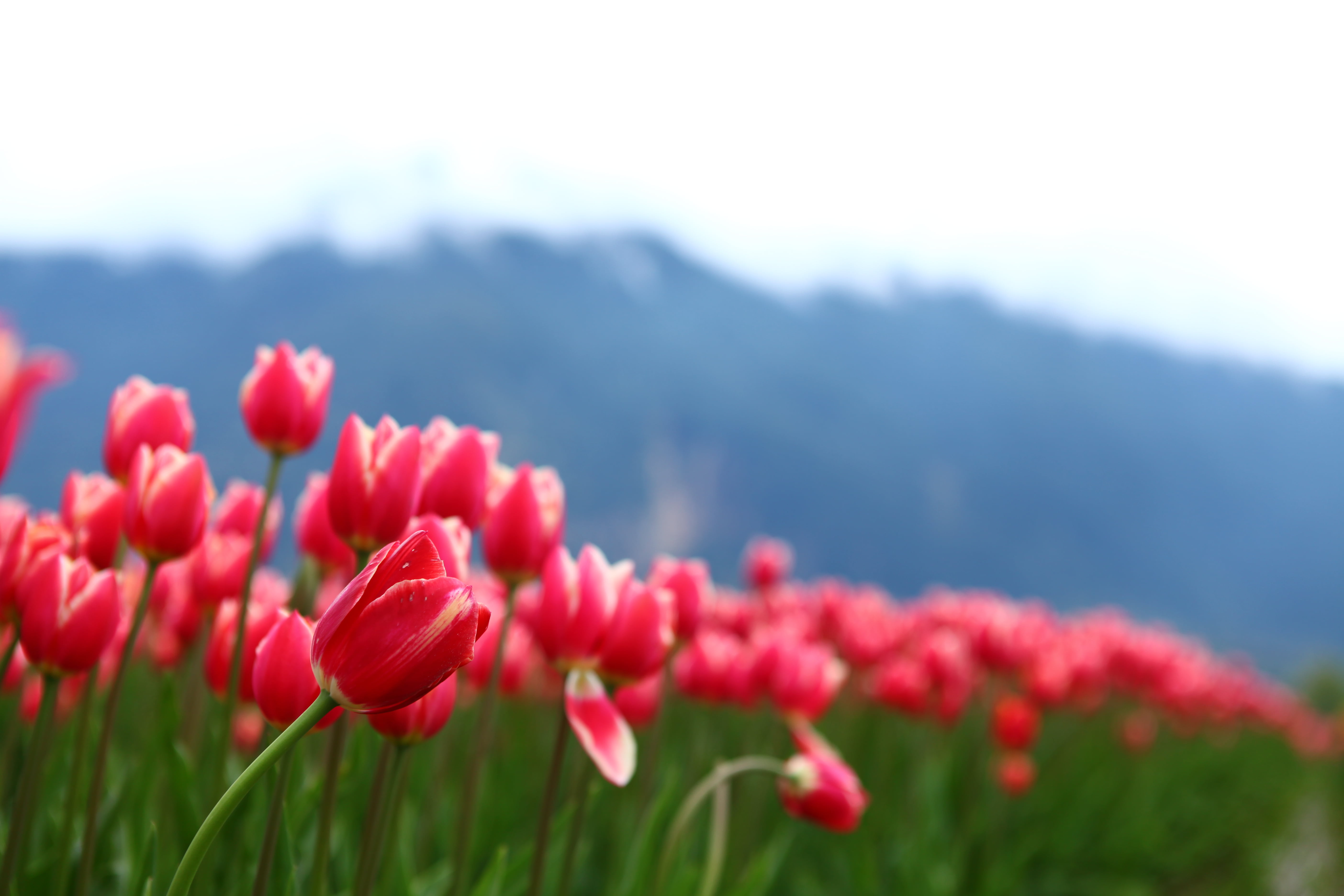 sky, green Color, field, 5K, nature, selective, BC, plant, red, Canada, meadow, Tulip Festival, tulip, summer, photography, flower, season, selective focus, HD Wallpaper