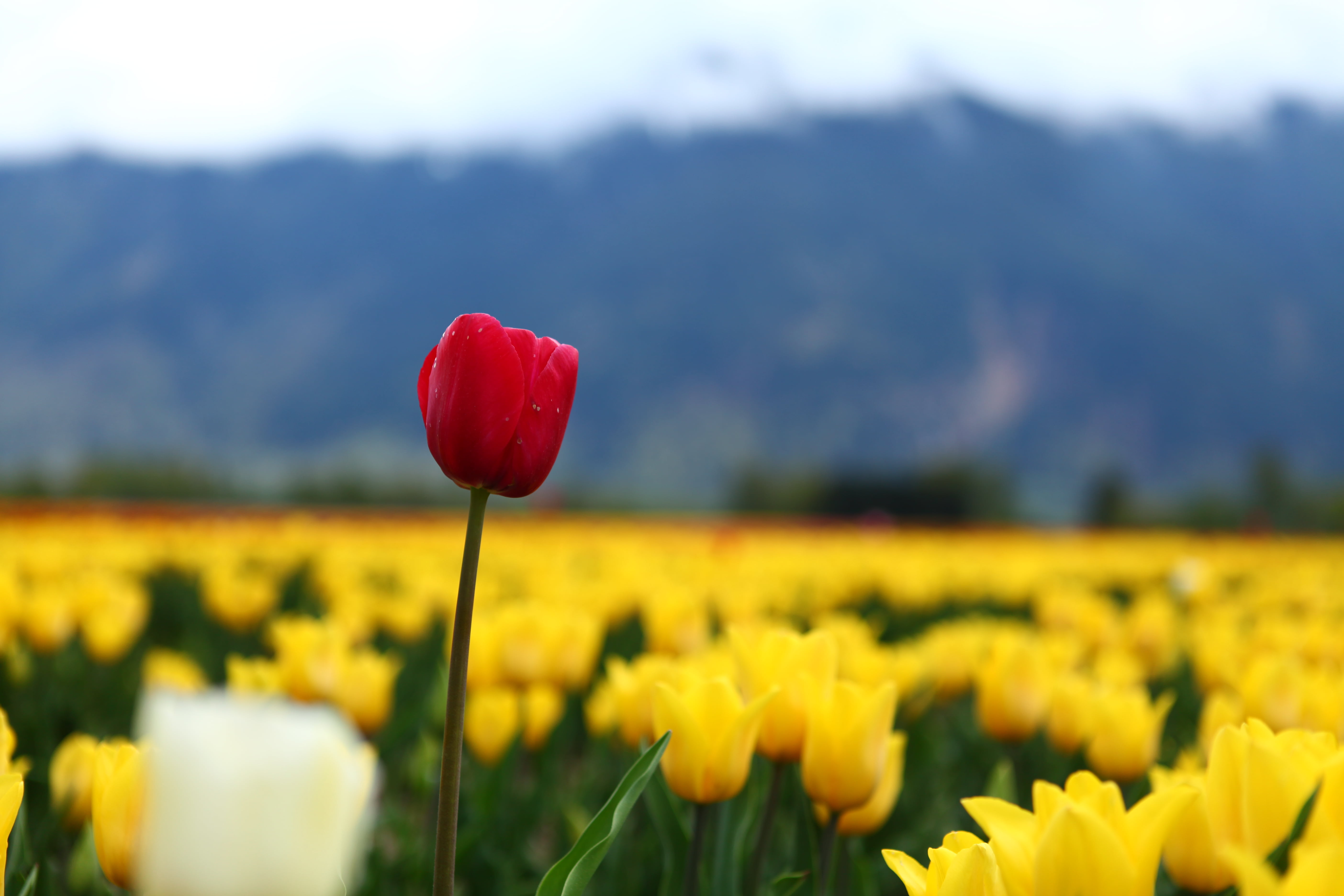 5K, springtime, selective, Tulip Festival, season, outdoors, photo, poppy, green Color, nature, tulip, Agassiz, red, focus, selective focus, Canada, flower, HD Wallpaper