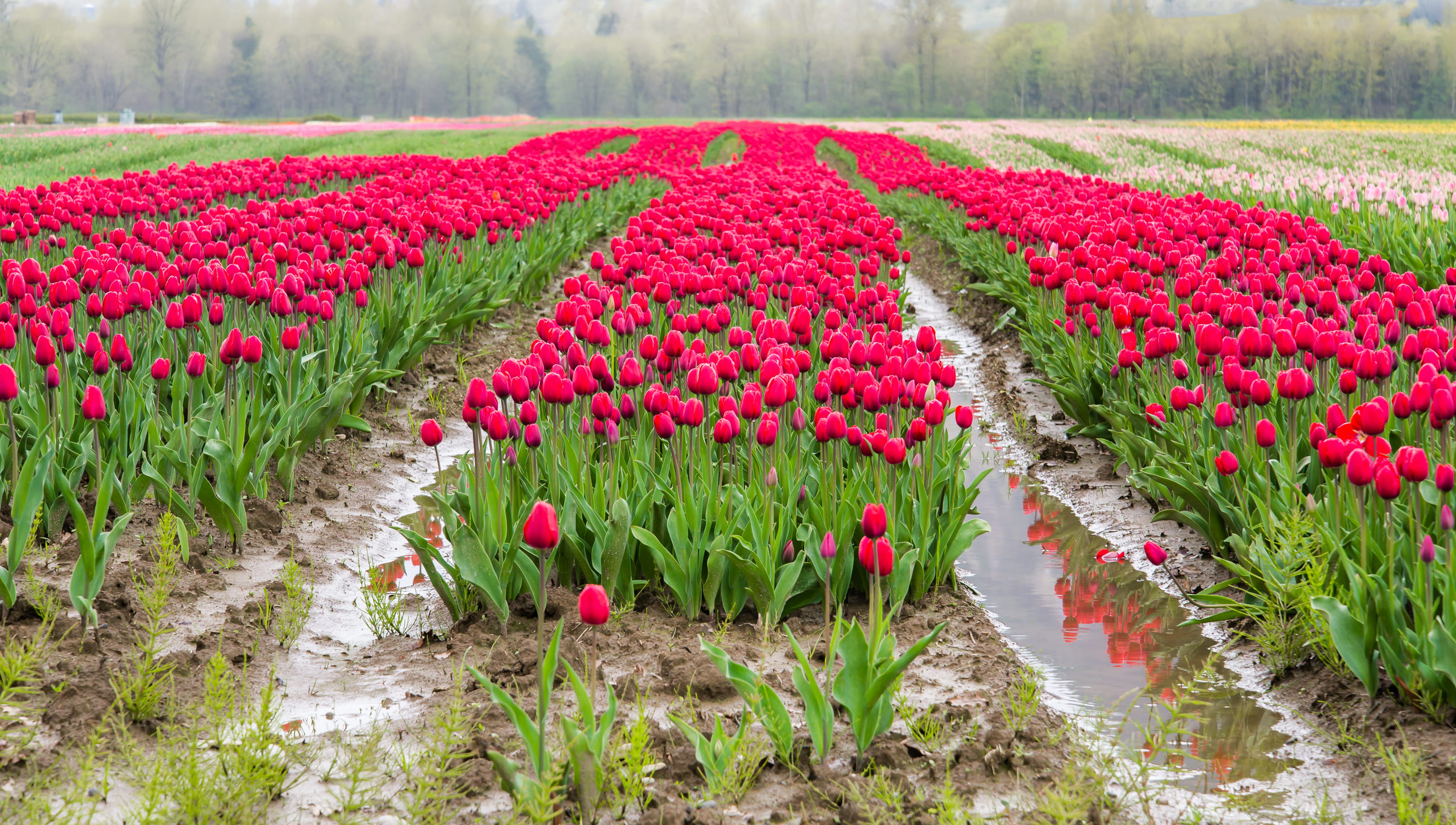 nature, canada, tulip, landscape, 2K, beauty in nature, red, outdoors, freshness, land, field, no people, environment, flowering plant, agassiz, plant, HD Wallpaper