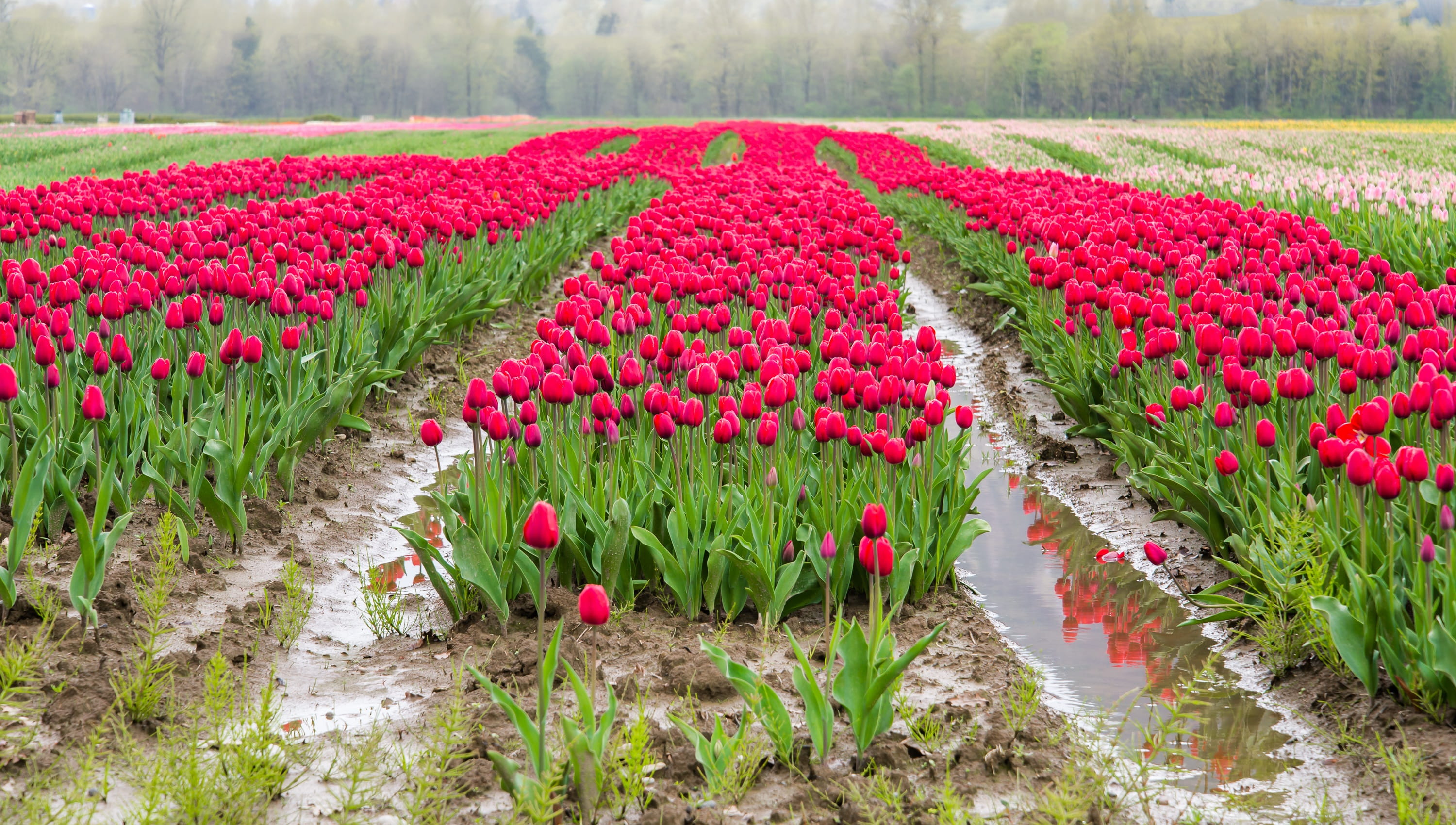 plant, holland, agriculture, flowerbed, rural scene, british columbia, tulip festival, purple, canada, view, pink color, pink, landscape, field, spring, HD Wallpaper
