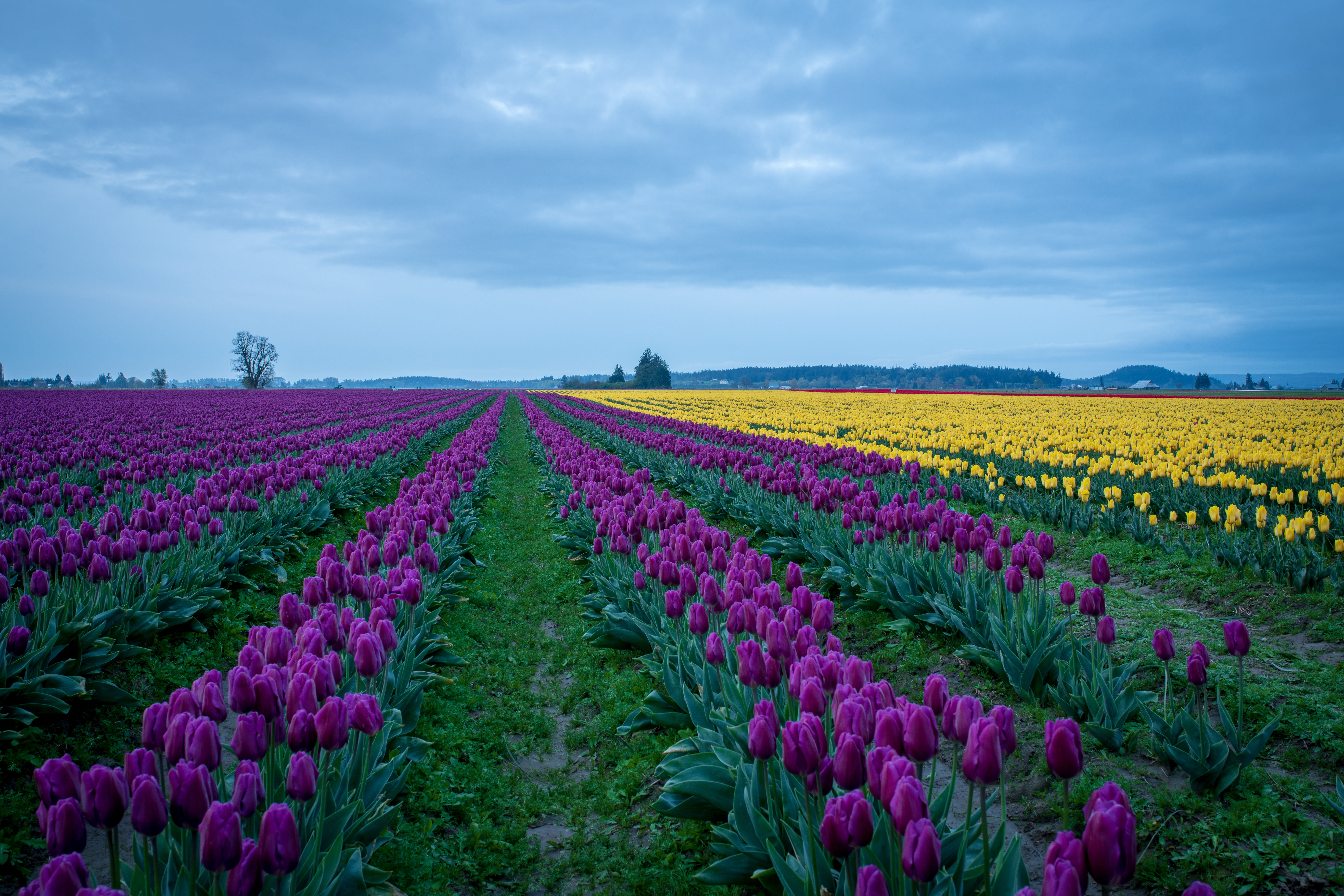 environment, land, cloud - sky, nature, blossom, freshness, united states, flowerbed, rural scene, purple, flowering plant, crocus, tulip, flower, flora, HD Wallpaper
