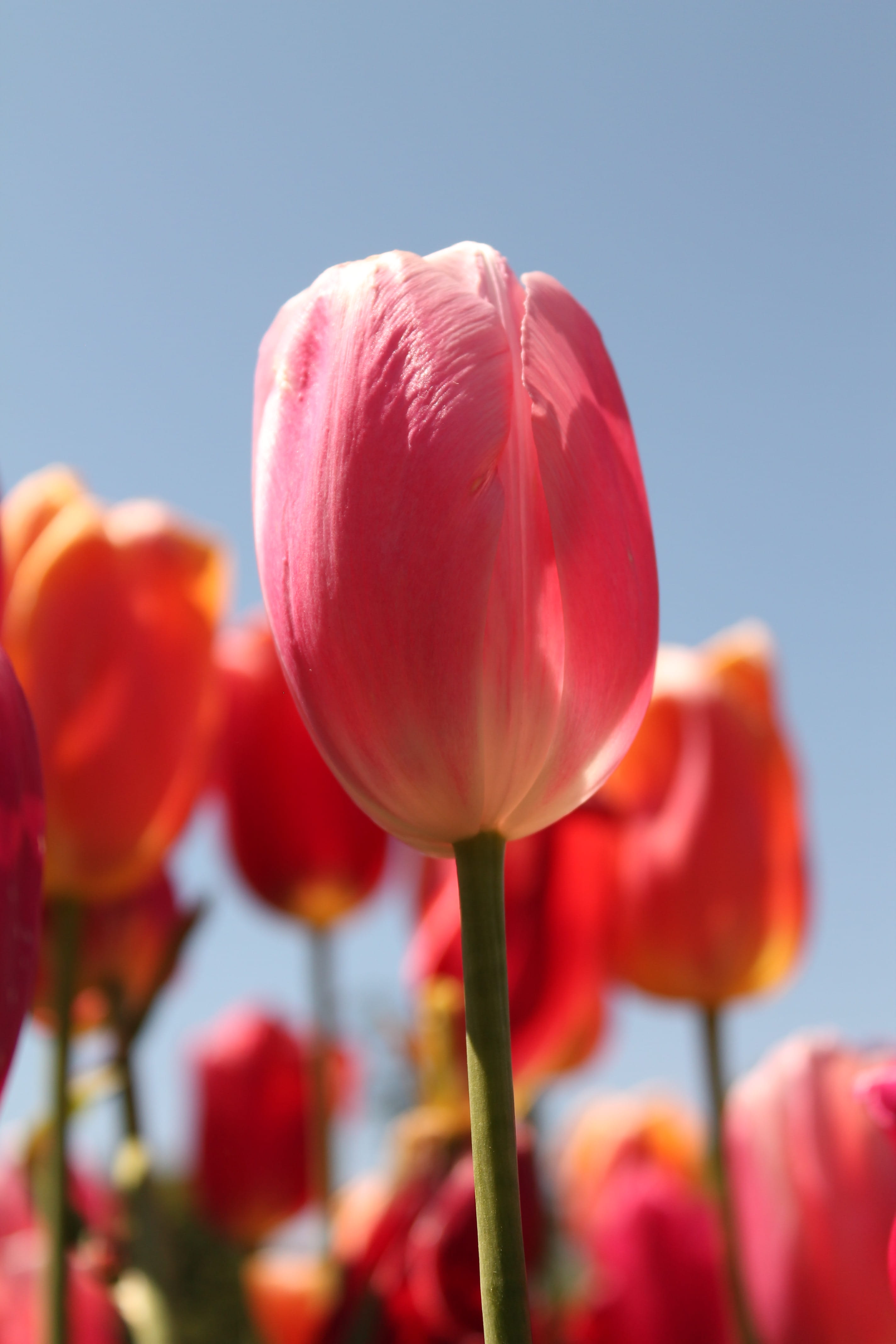 plant stem, flower, flowering plant, plant, focus on foreground, freshness, farm, softness, sky, no people, 4K, red, inflorescence, beauty in nature, day, Phone HD Wallpaper
