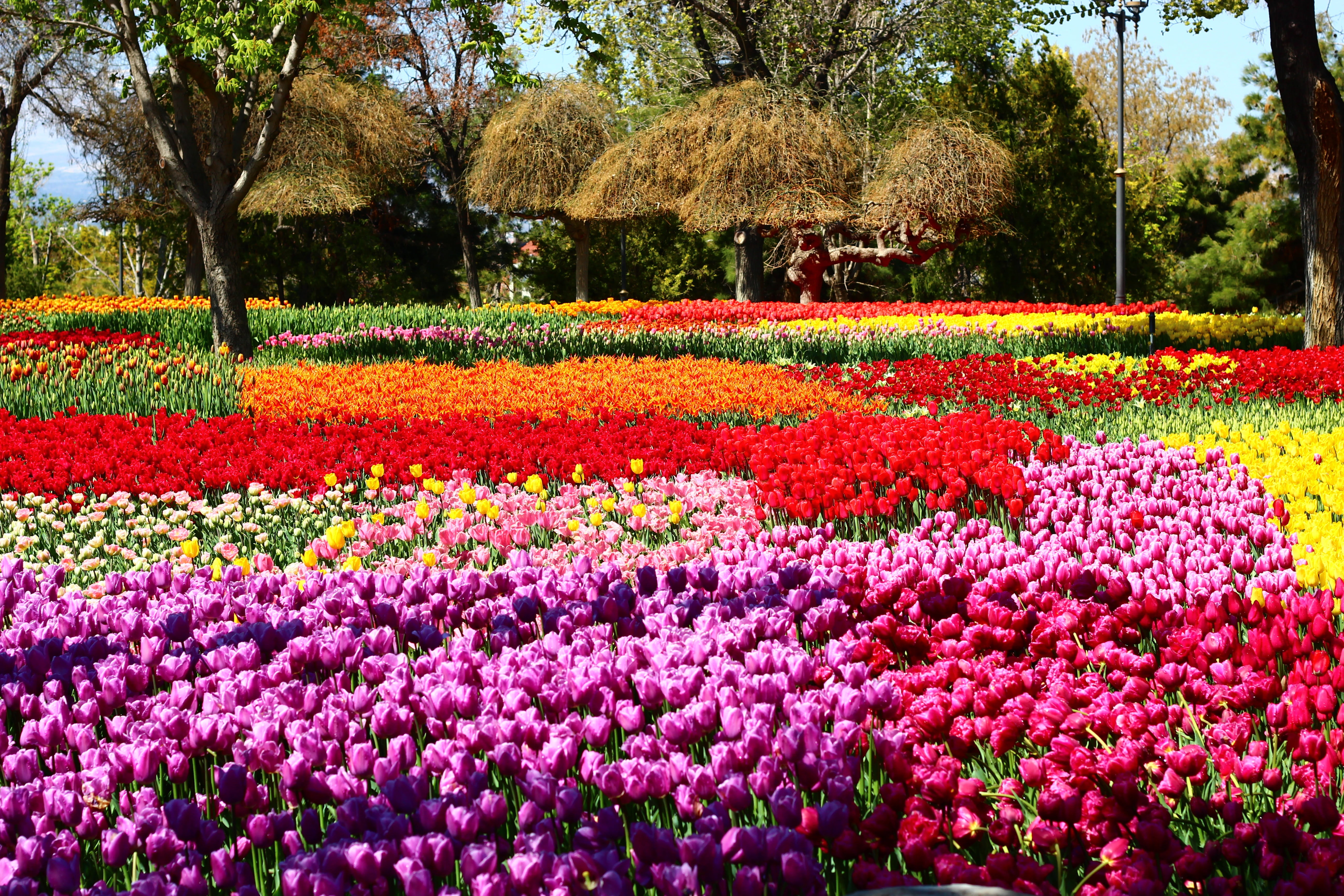 tree, nature, fragility, springtime, 5K, day, growth, park - man made space, beauty in nature, konya, field, outdoors, spring, tulip festival, tranquility, HD Wallpaper