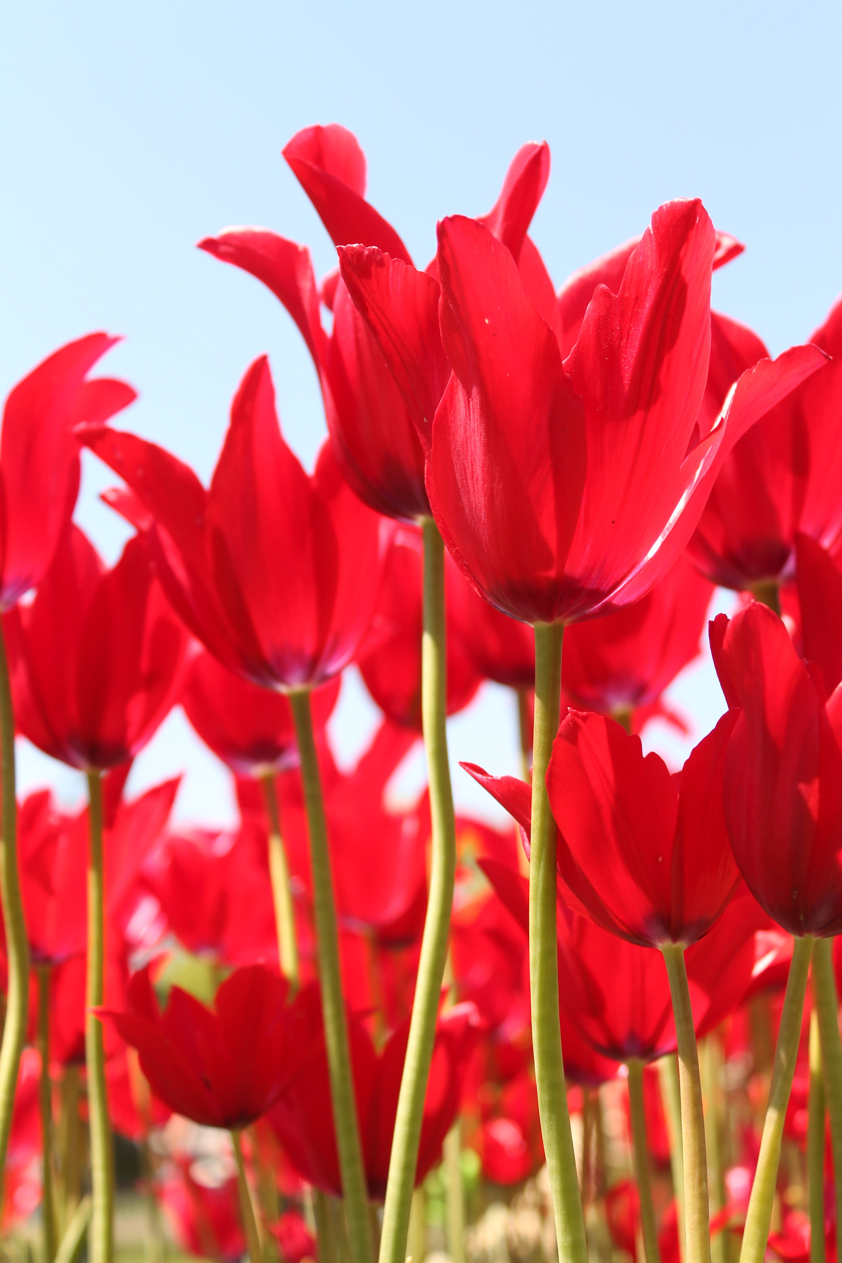 tulip, flower head, no people, beauty in nature, growth, inflorescence, flower, red, nature, blooms, petal, festival, flowering plant, close-up, fragility, Phone HD Wallpaper