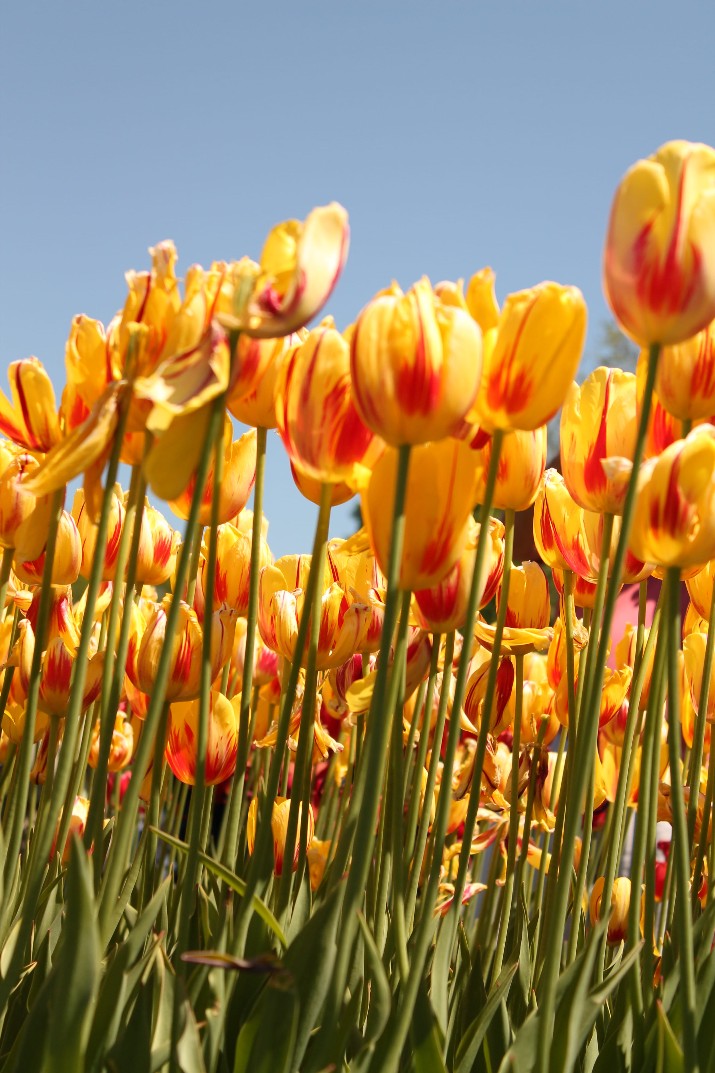 petal, clear sky, freshness, festival, yellow, tulip, 4K, flowering plant, nature, outdoors, flower head, land, beauty in nature, vulnerability, sky, flower, Phone HD Wallpaper