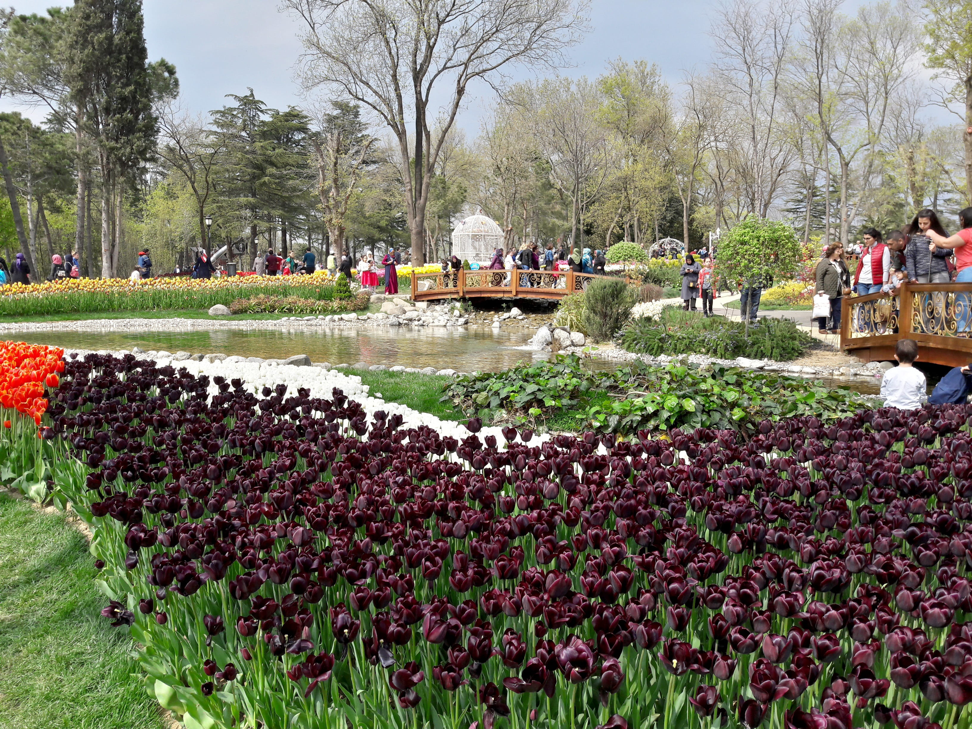 istanbul, women, park - man made space, outdoors, flower, flowering plant, group of people, green color, 2K, freshness, nature, crowd, incidental people, HD Wallpaper