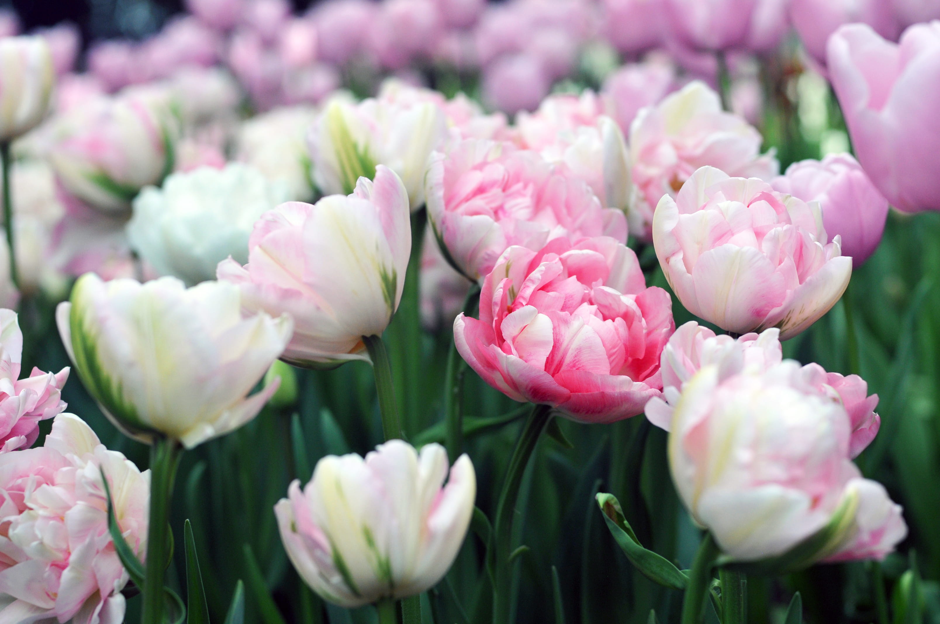 beauty in nature, 2K, peonies, tulip, washington state, petal, nature, outdoors, growth, inflorescence, selective focus, freshness, flowers, flowering plant, HD Wallpaper