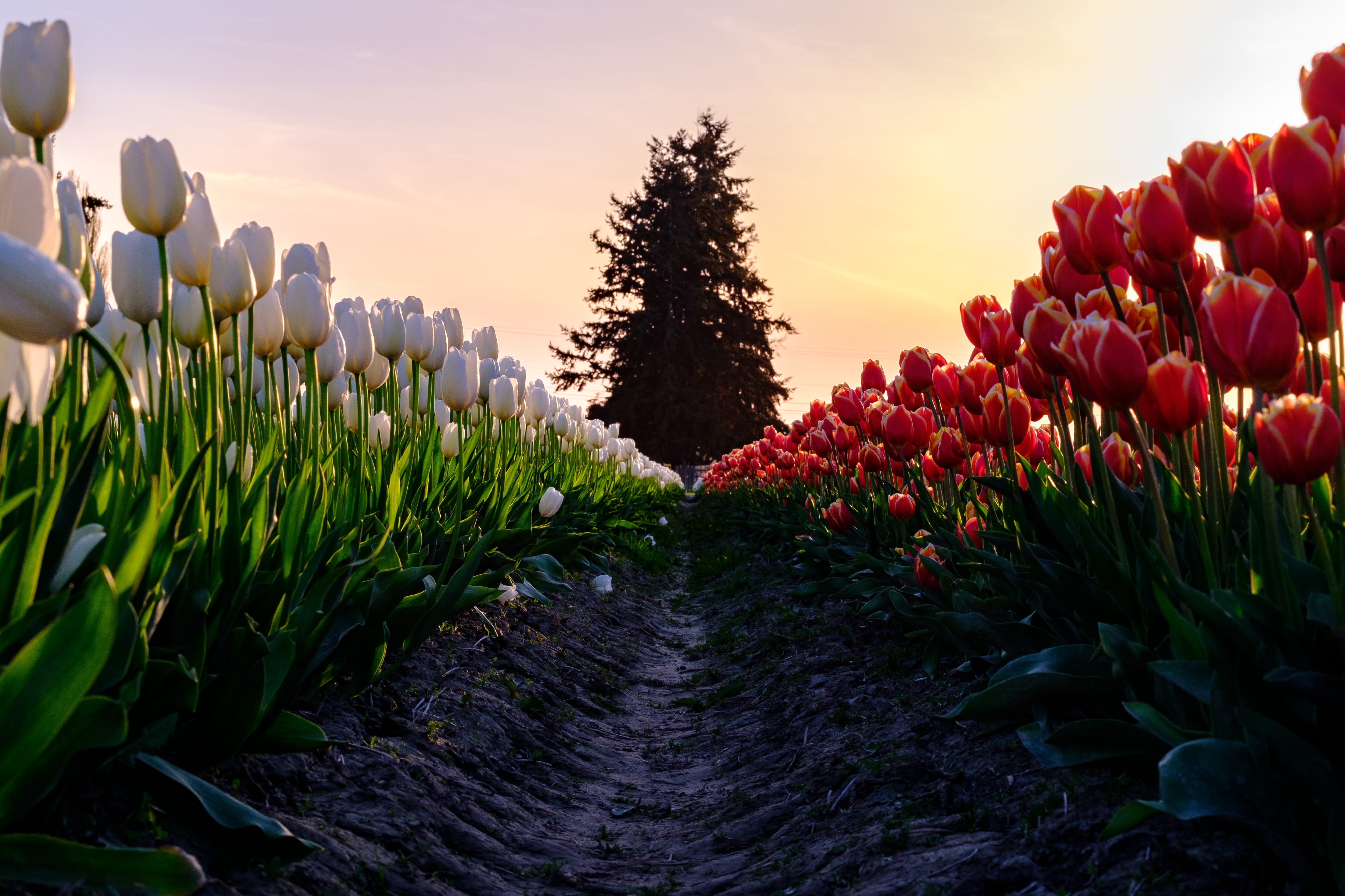 growth, land, tree, sunset, plant, outdoors, nature, flowering plant, tulip, vulnerability, no people, 5K, sunlight, united states, blossom, sky, freshness, HD Wallpaper