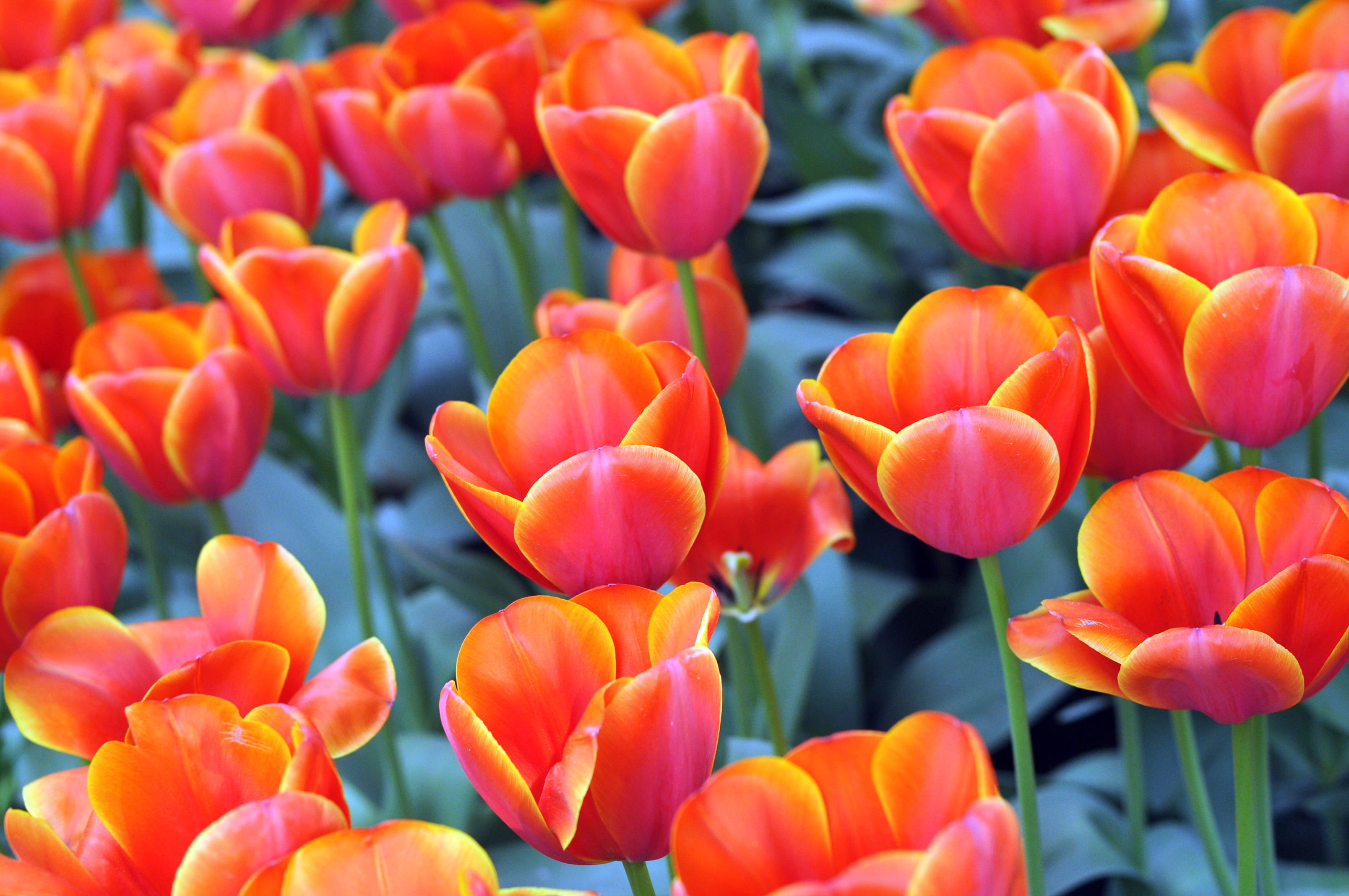 flowers, flowering plant, beauty in nature, plant, vulnerability, flowerbed, 2K, flower head, outdoors, washington state, freshness, tulip, growth, no people, HD Wallpaper