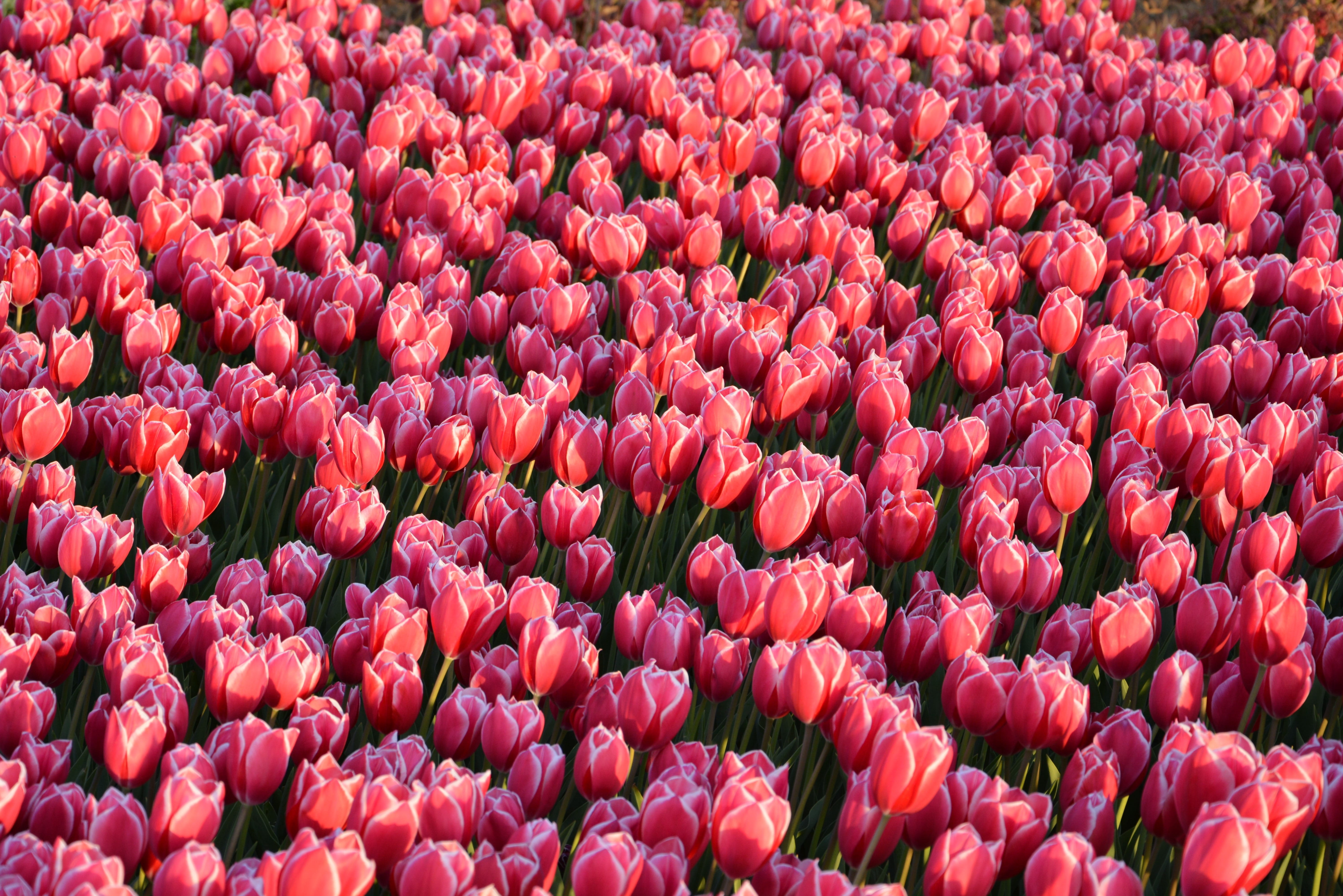 petal, petals, beautiful, macro, no people, tulip, detail shots, day, season, outdoor, garden, color image, beauty, full frame, abundance, pastel, tulips, HD Wallpaper