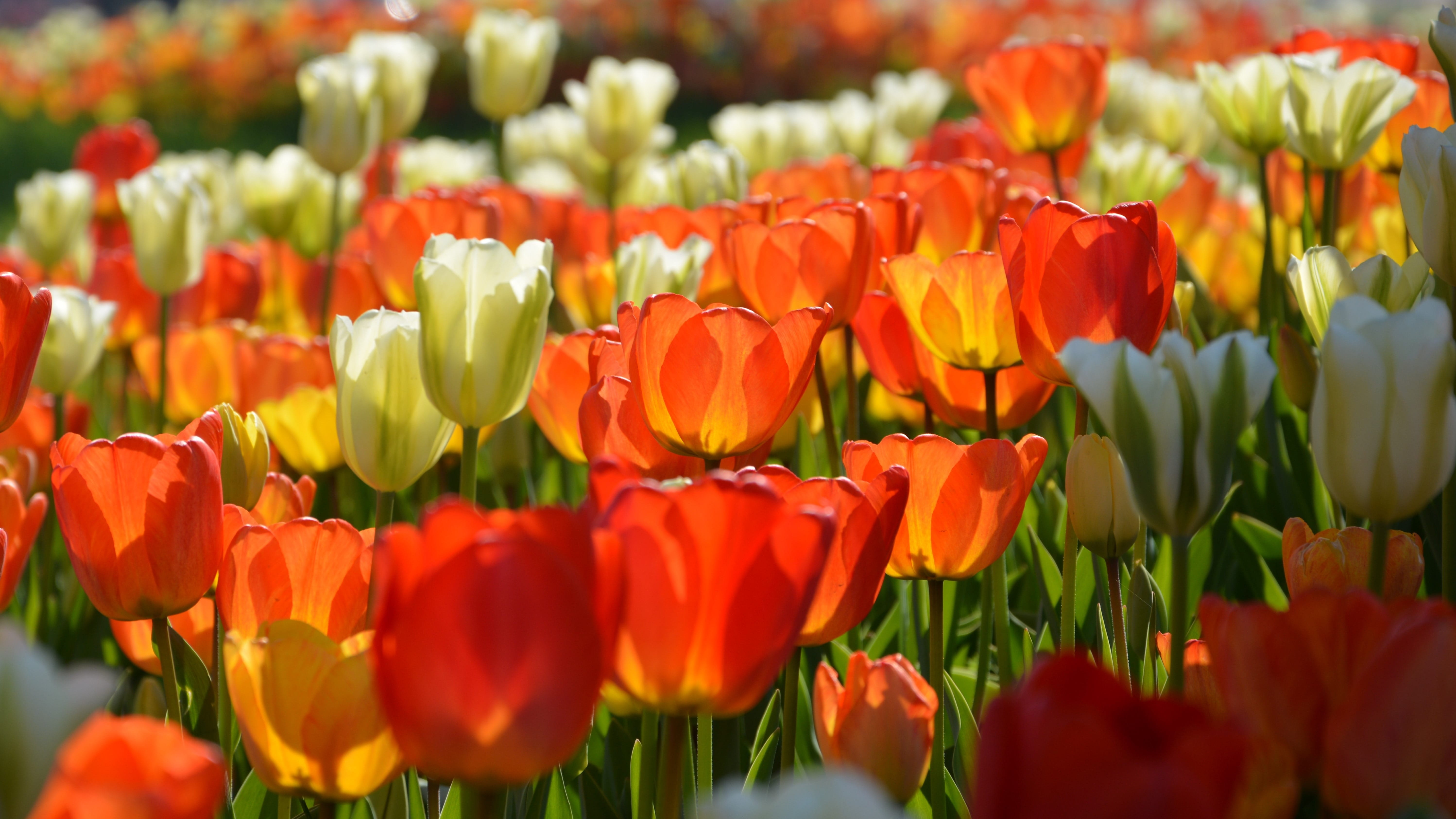 detail, beautiful flower, leaves, fragility, freshness, the leaves are, selective focus, tulips, spring, 5K, tulip festival, flower picture, petals, petal, HD Wallpaper