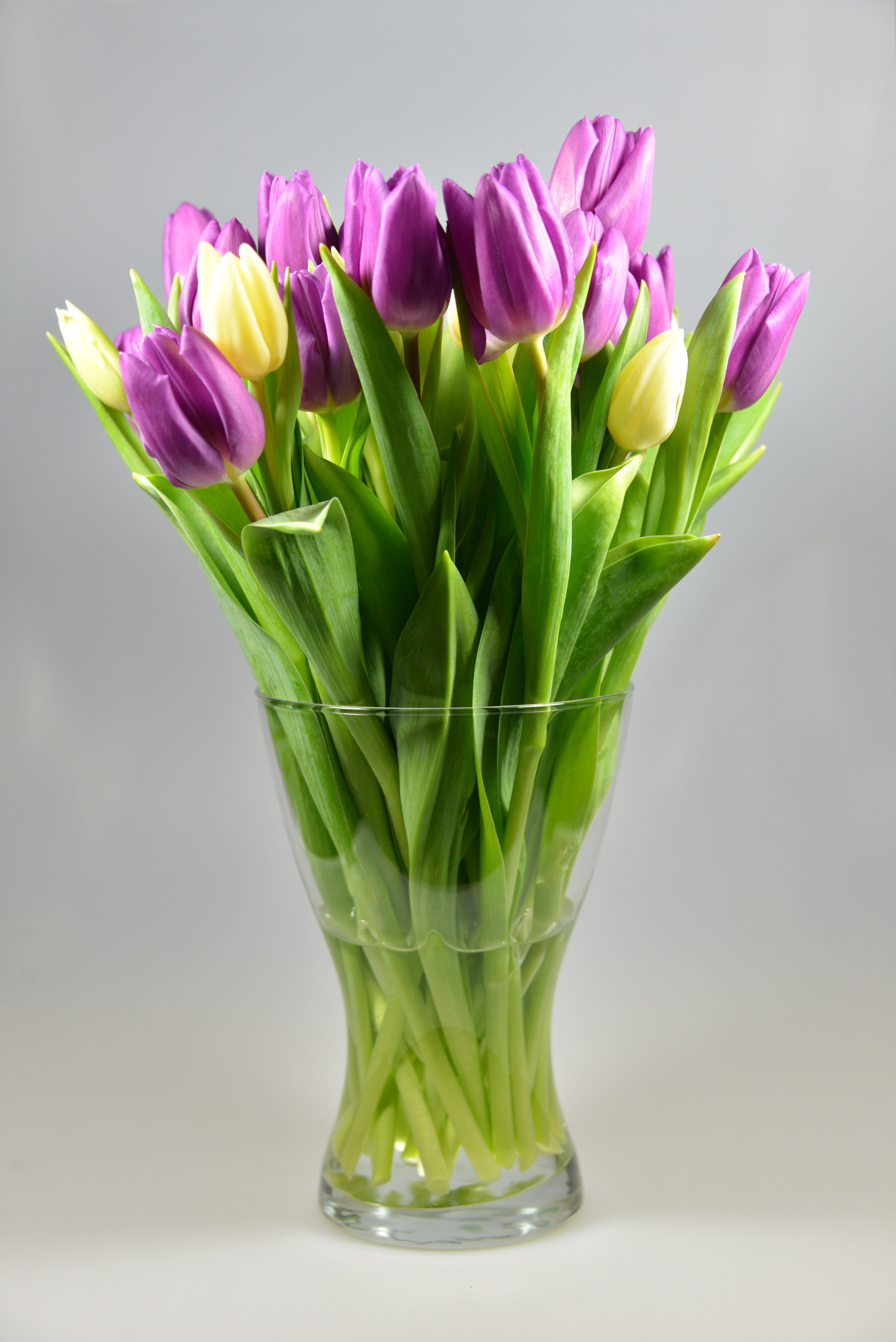 tulips, studio shot, fragility, beauty in nature, tulip, decoration, bunch of flowers, 5K, flower head, flowers, petal, no people, pink color, bouquet, Phone HD Wallpaper