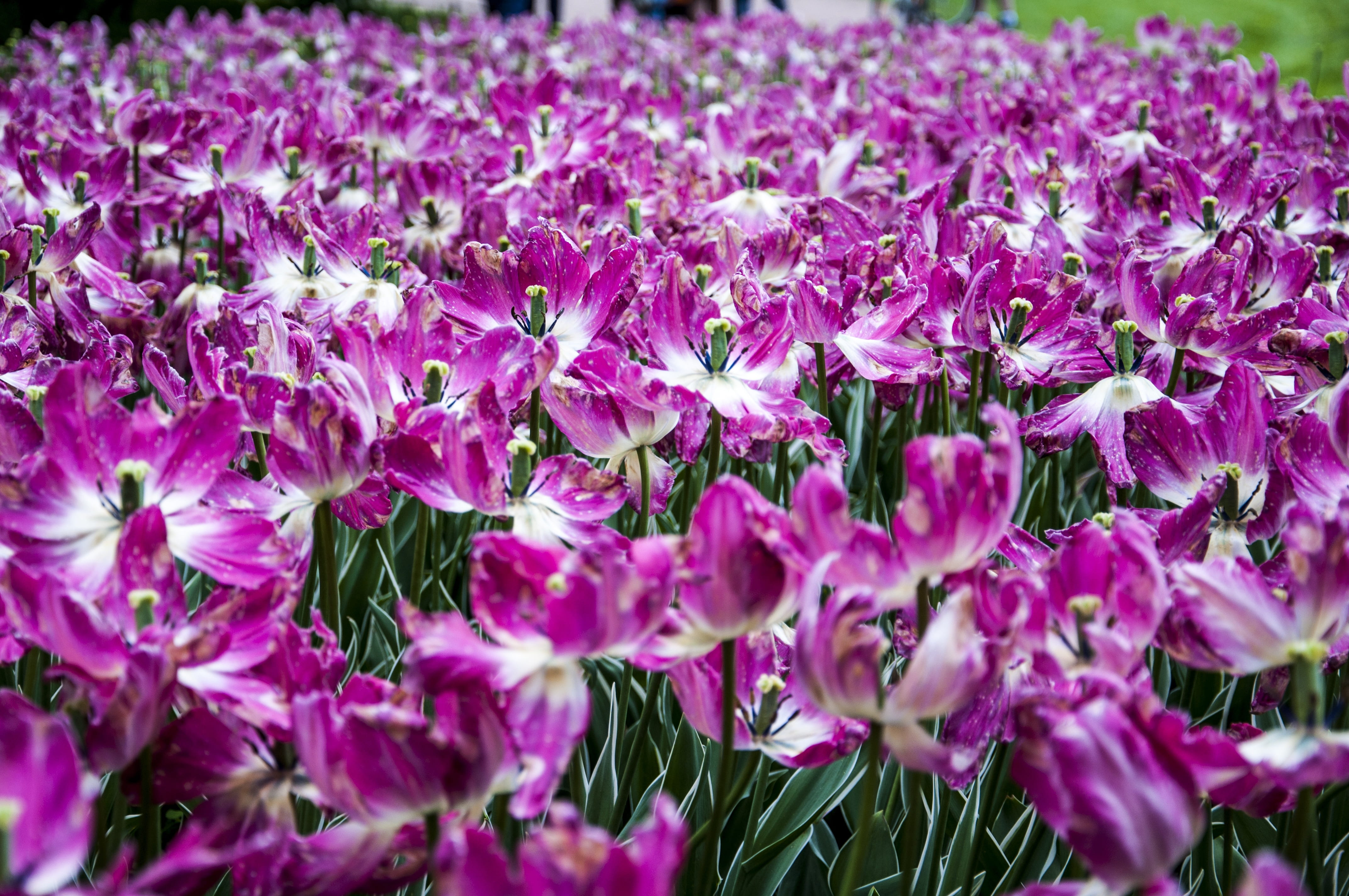 selective focus, blossom, festival, day, outdoors, spb, garden, purple tulip, sheet, fragility, 4K, bright, bloom, double tulip, spring, freshness, handsomely, HD Wallpaper