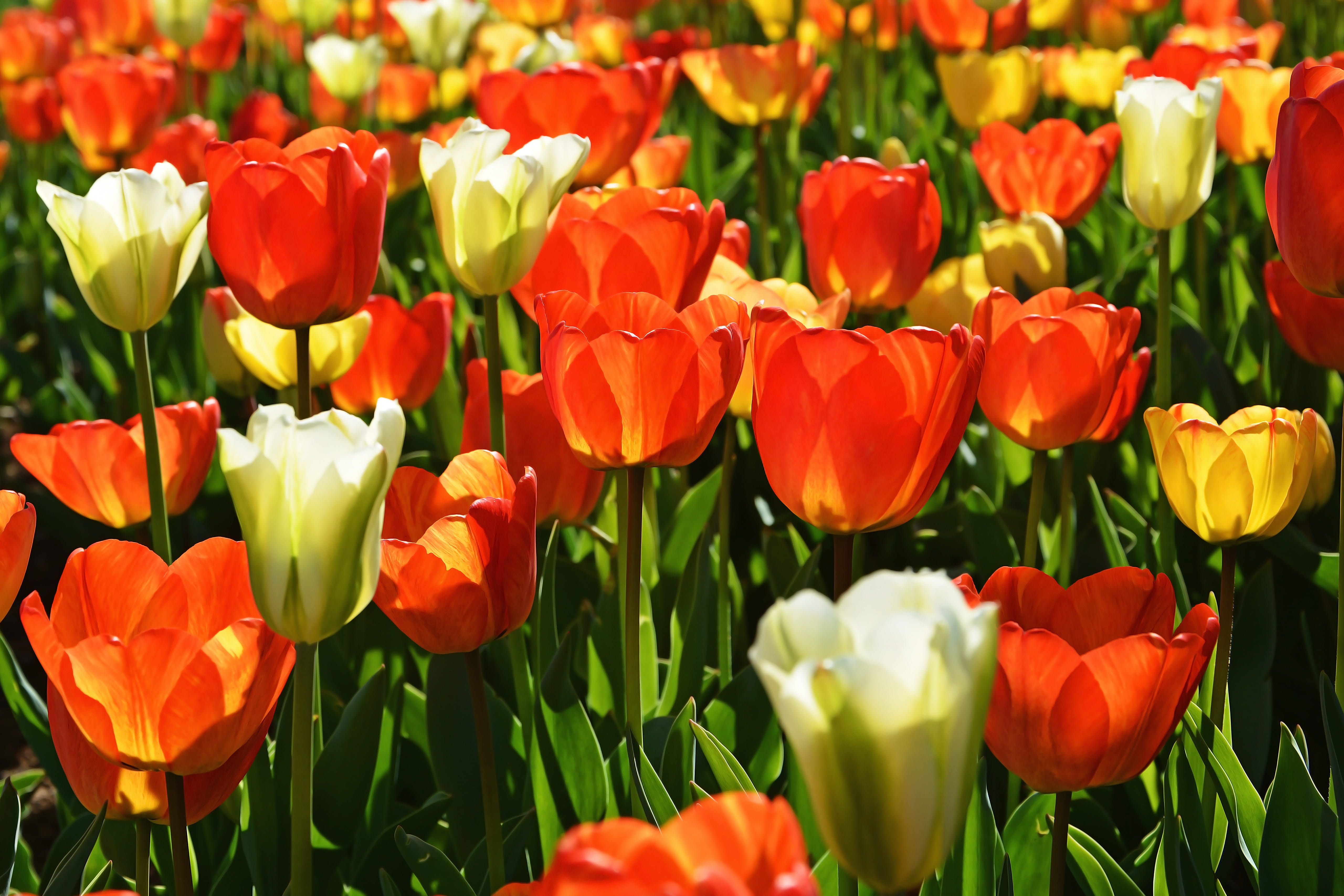 background, spring flowers, gardening, beauty, growth, red, vivid color, beautiful flower, foliage plant, green color, fragility, garden, detail shots, HD Wallpaper