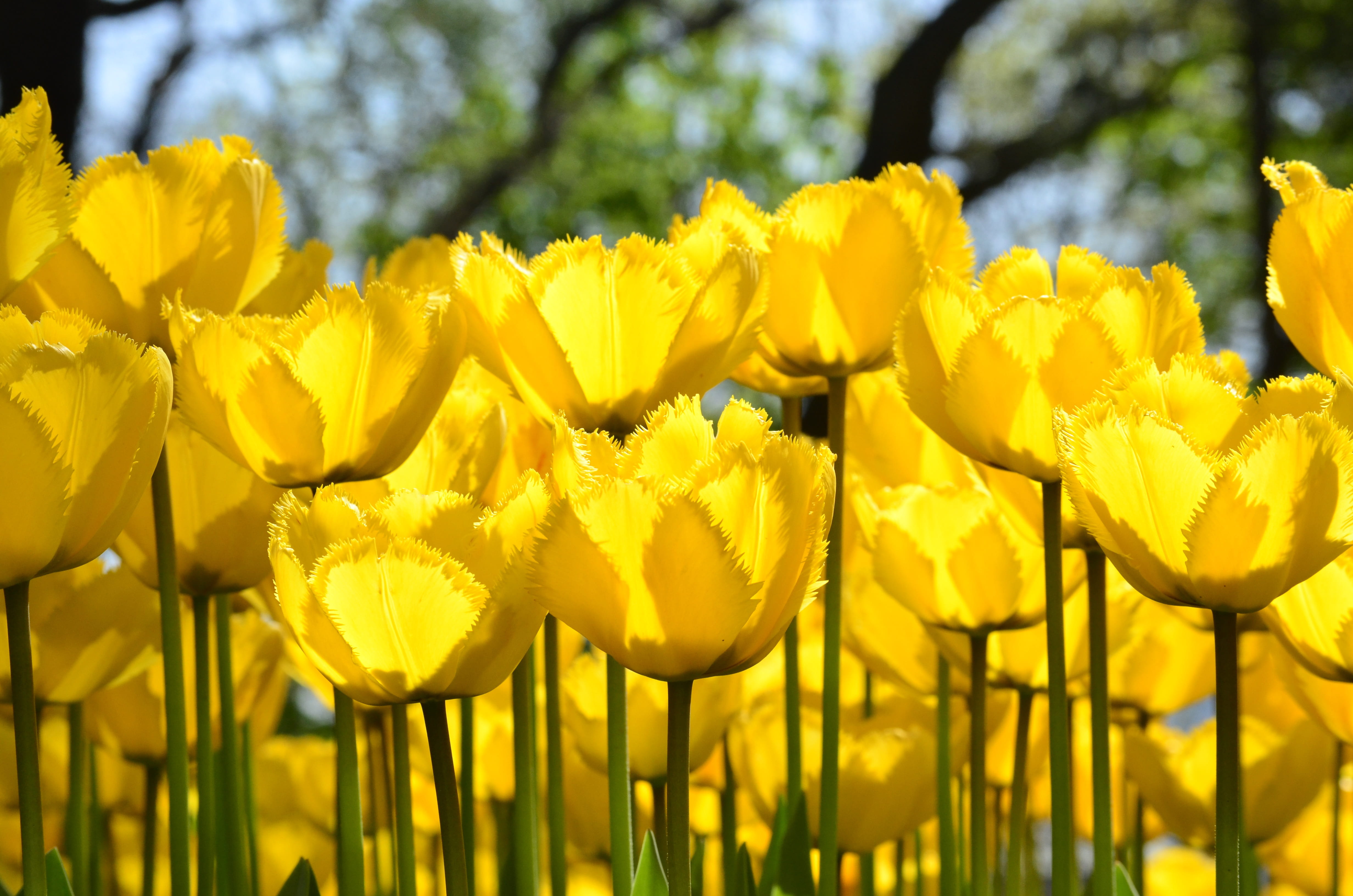 focus on foreground, fragility, outdoors, tulip, park, vulnerability, petal, no people, inflorescence, day, yellow, flower, flowering plant, festival, plants, HD Wallpaper
