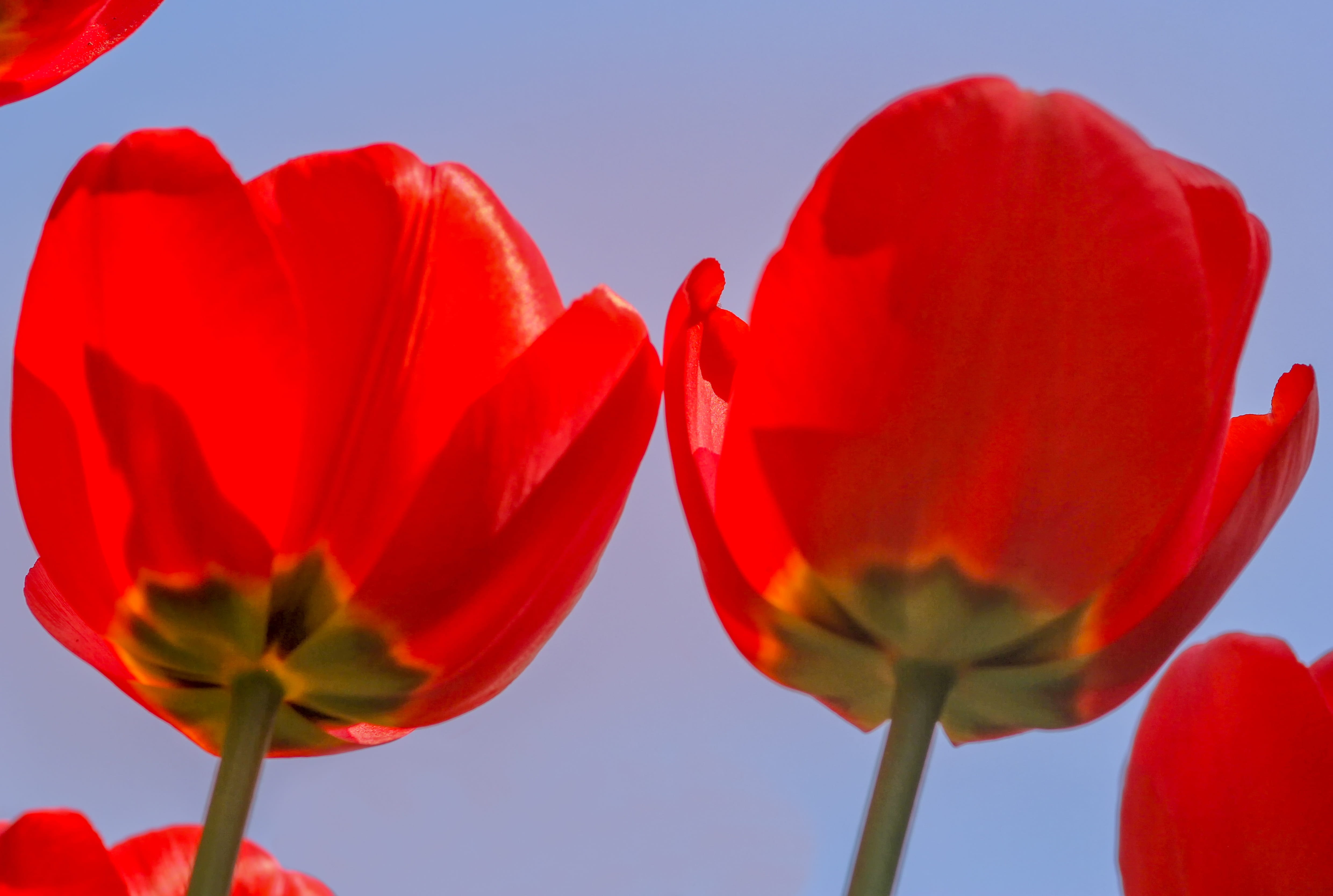 outdoors, flowering plant, fragility, emotion, freshness, love, sunshine, colorful, valentines day - holiday, flower, vulnerability, sky, tulip, tulip festival, HD Wallpaper