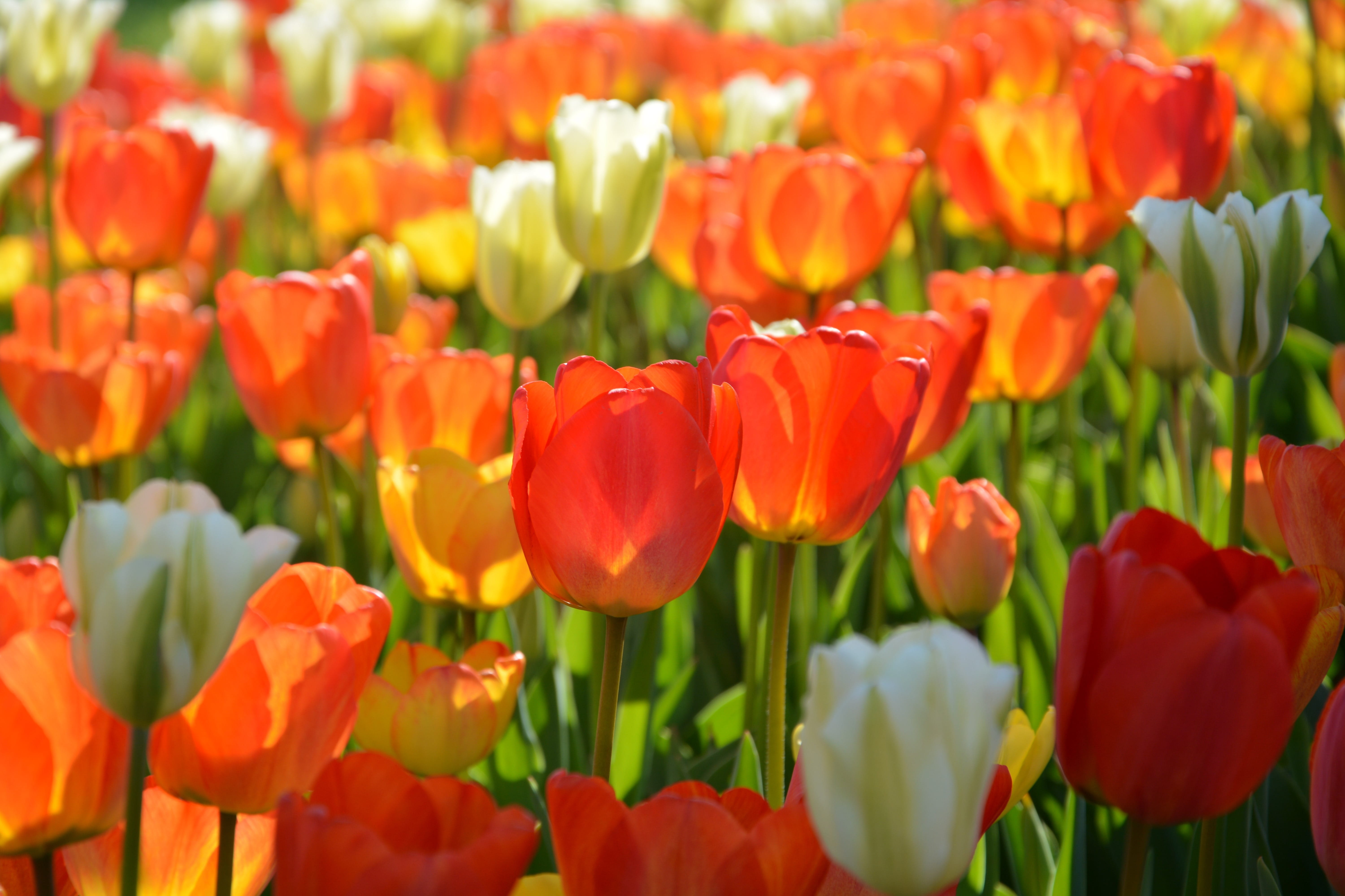 beauty in nature, beautiful, nature, flowering plant, red, color, detail, color image, pink, macro, plant, beauty, season, green field, spring flowers, HD Wallpaper