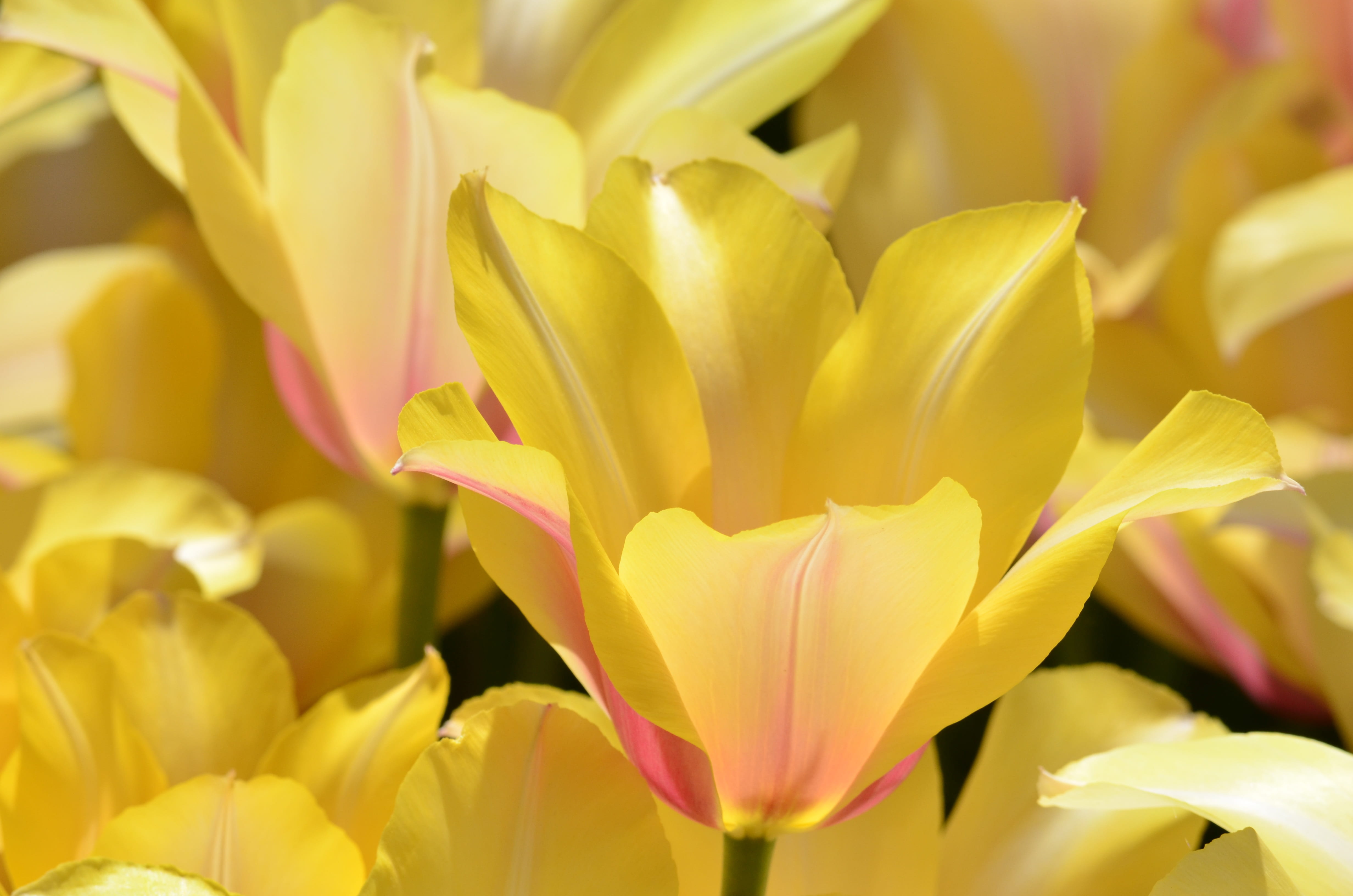 vulnerability, nature, flower arrangement, extreme close-up, garden, springtime, tulip, orange, flowers, growth, pink, ornamental garden, 4K, park, flower head, HD Wallpaper