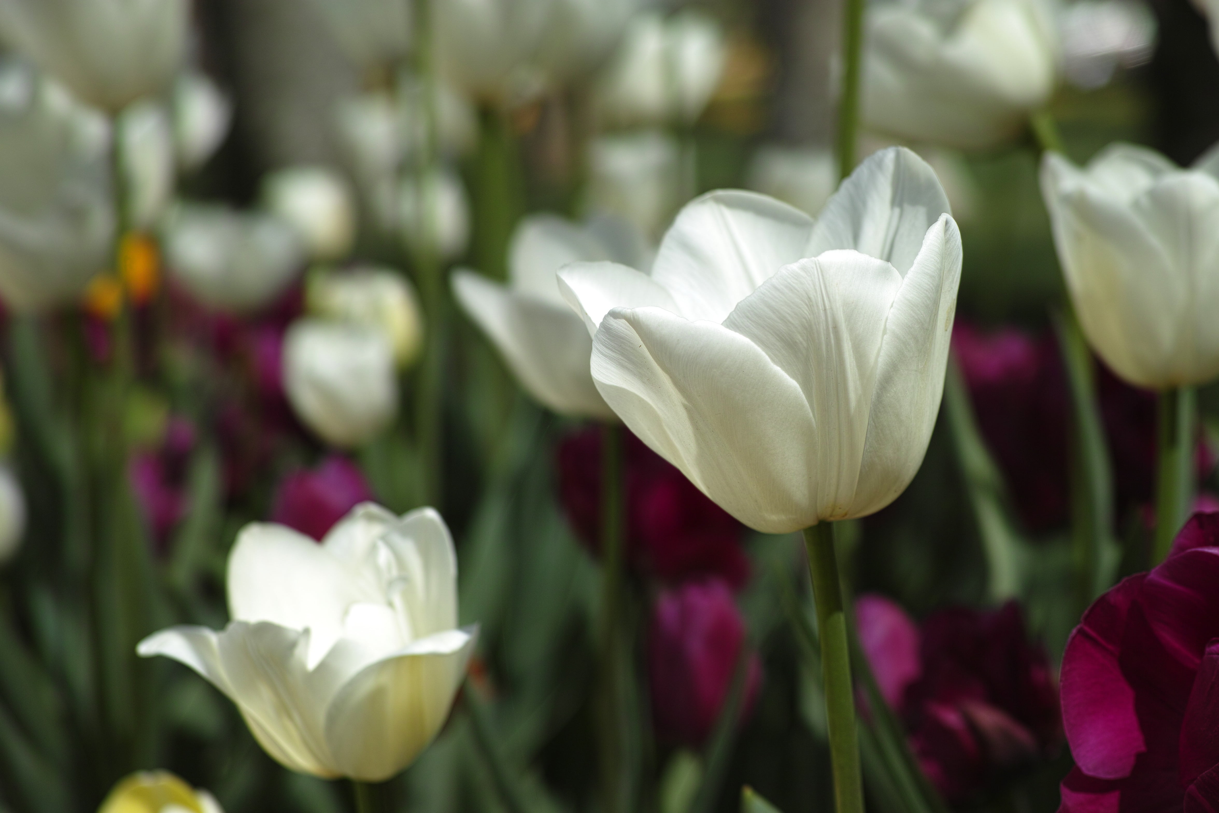 background, white color, vivid color, flower Head, close-up, outdoors, day, petal, tulip festival, garden, 4K, vulnerability, tulips, nature, spring, beautiful, HD Wallpaper