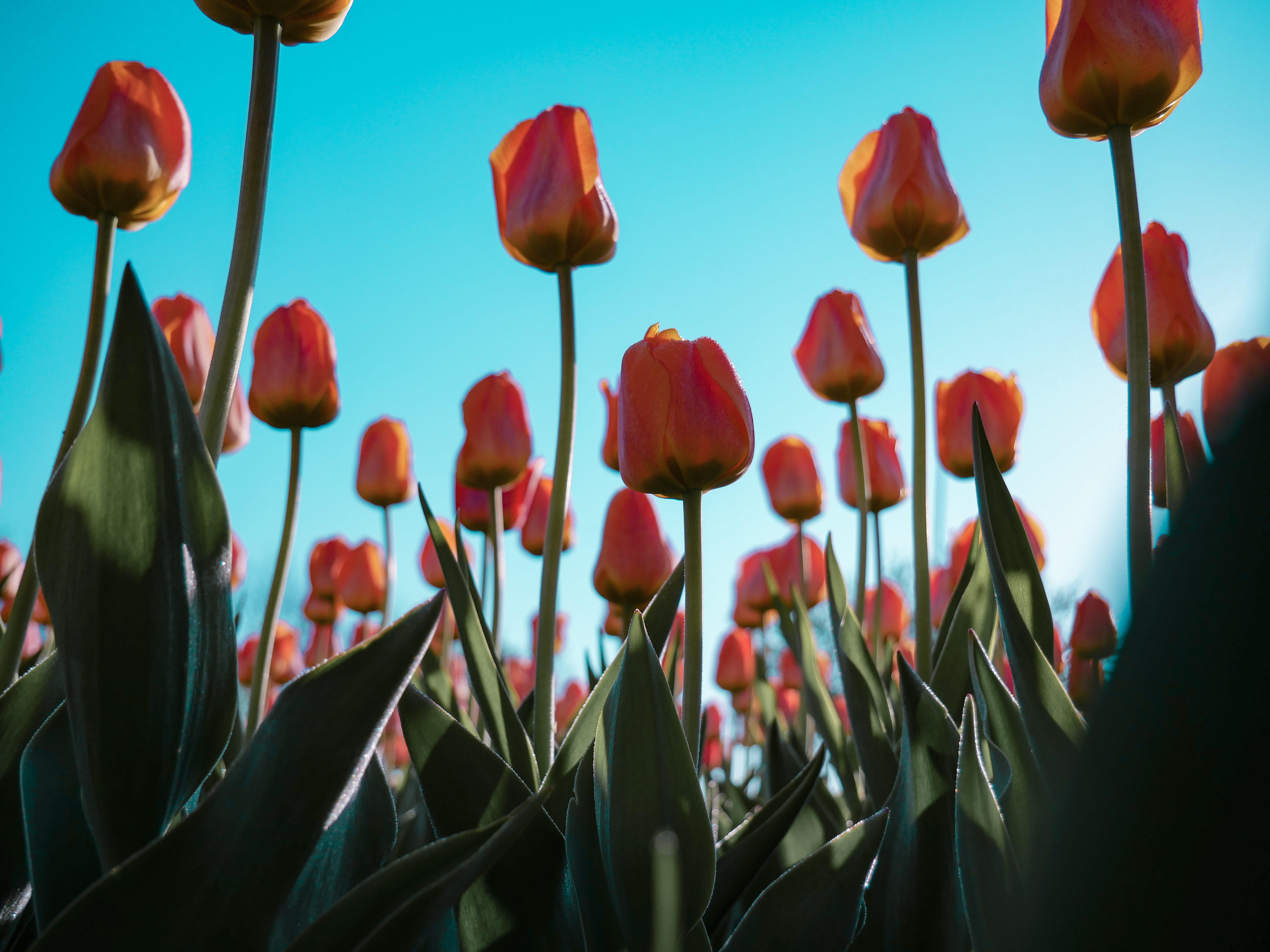 blue, sky, flowering plant, petaled, no people, pink, petal, freshness, land, vulnerability, day, green, growth, 5K, red, tulips, outdoors, plant stem, HD Wallpaper