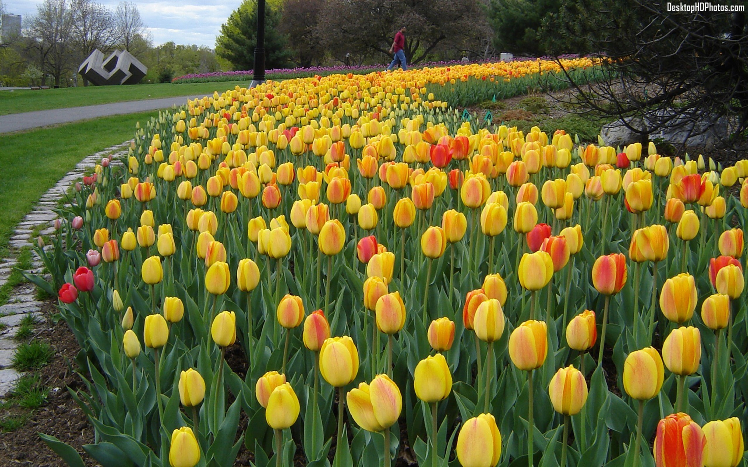 festival, photos, 2K, tulip, HD Wallpaper