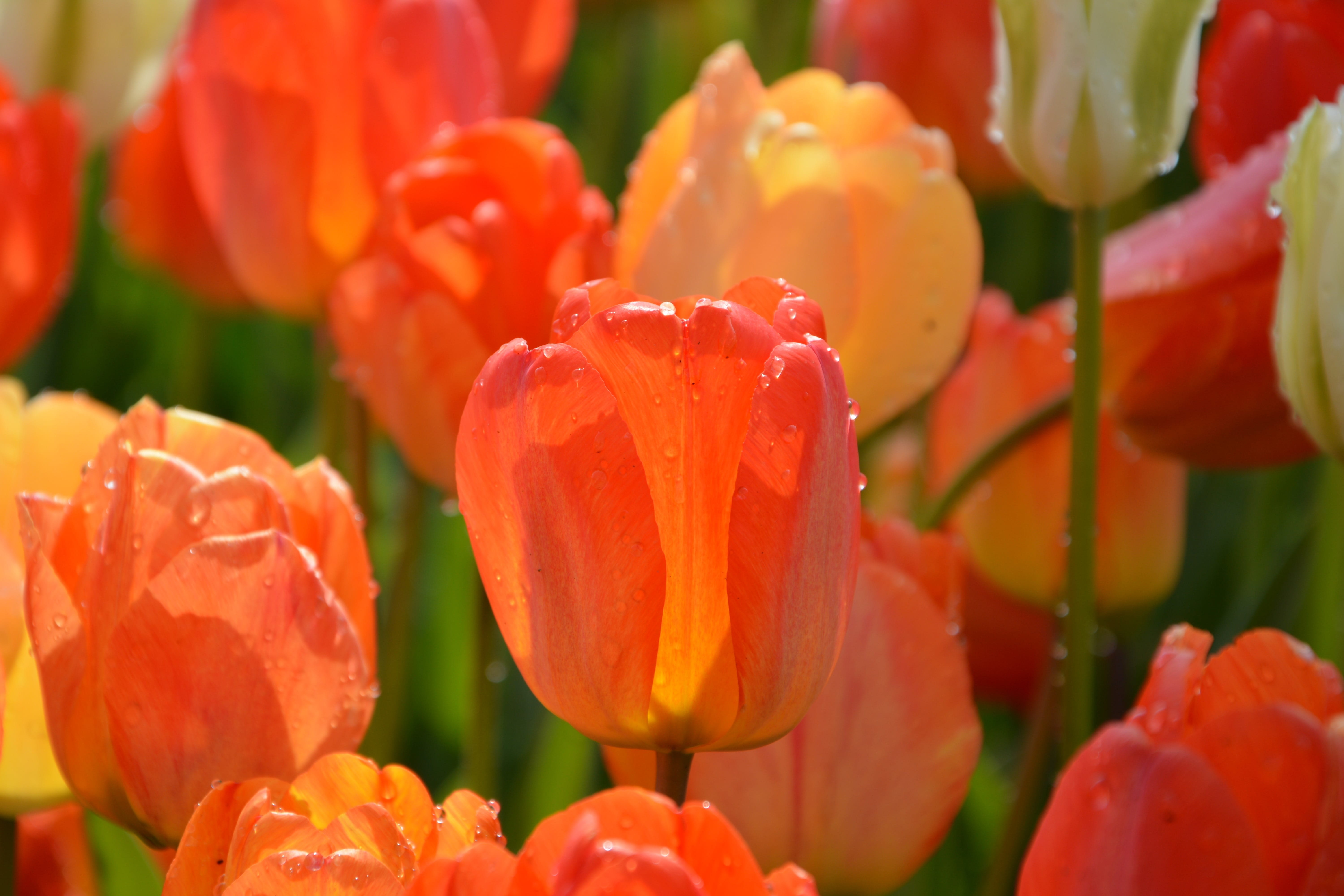 outdoor, detail, softness, beauty in nature, petal, spring, flowering plant, pastel, fragility, red, season, green field, peace, color image, orange color, HD Wallpaper