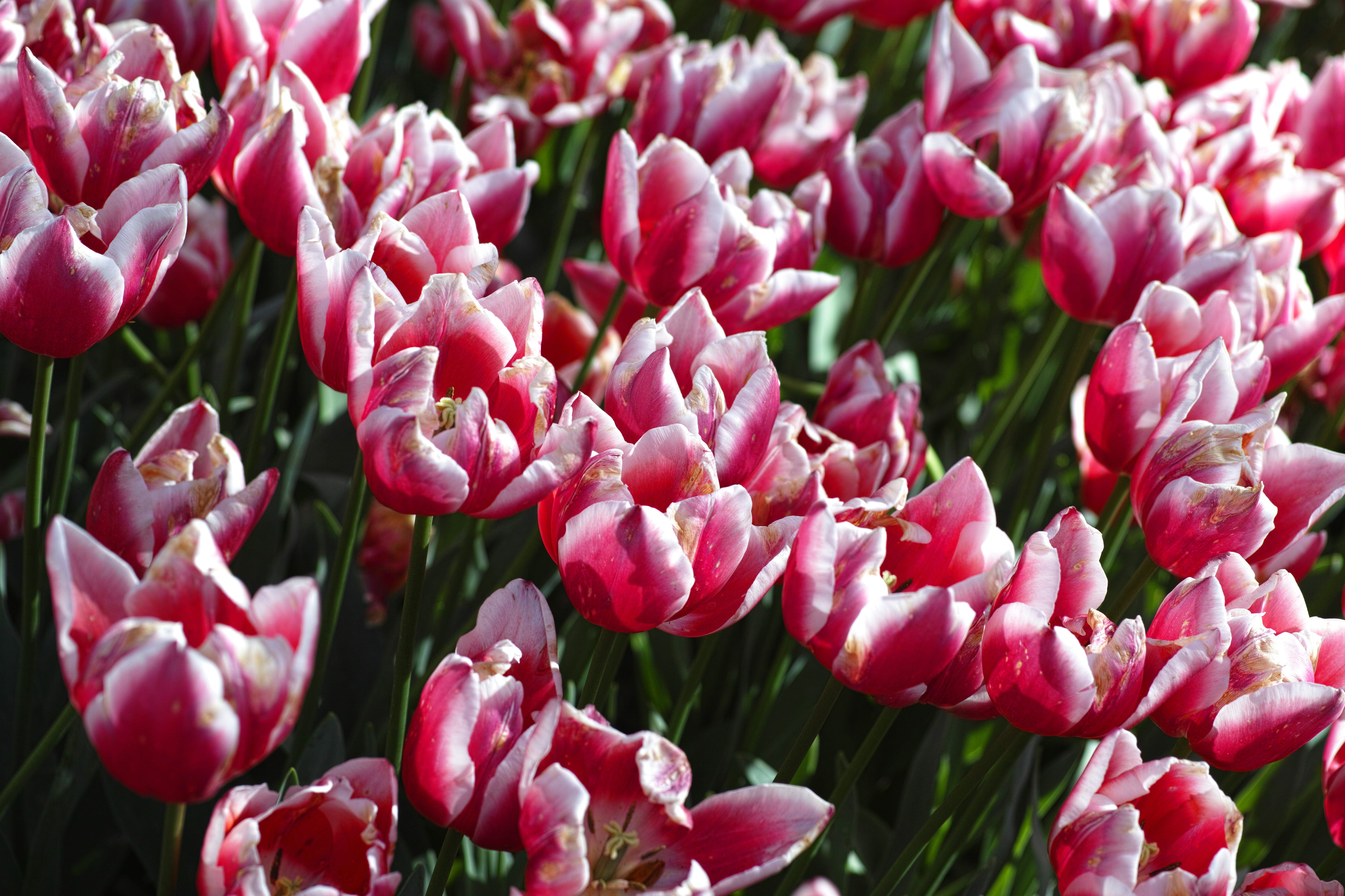 macro, nature, flower head, tulips, tulip, petal, flower picture, vulnerability, no people, close-up, botany, vivid color, flower, pattern, flowerbed, perspective, HD Wallpaper