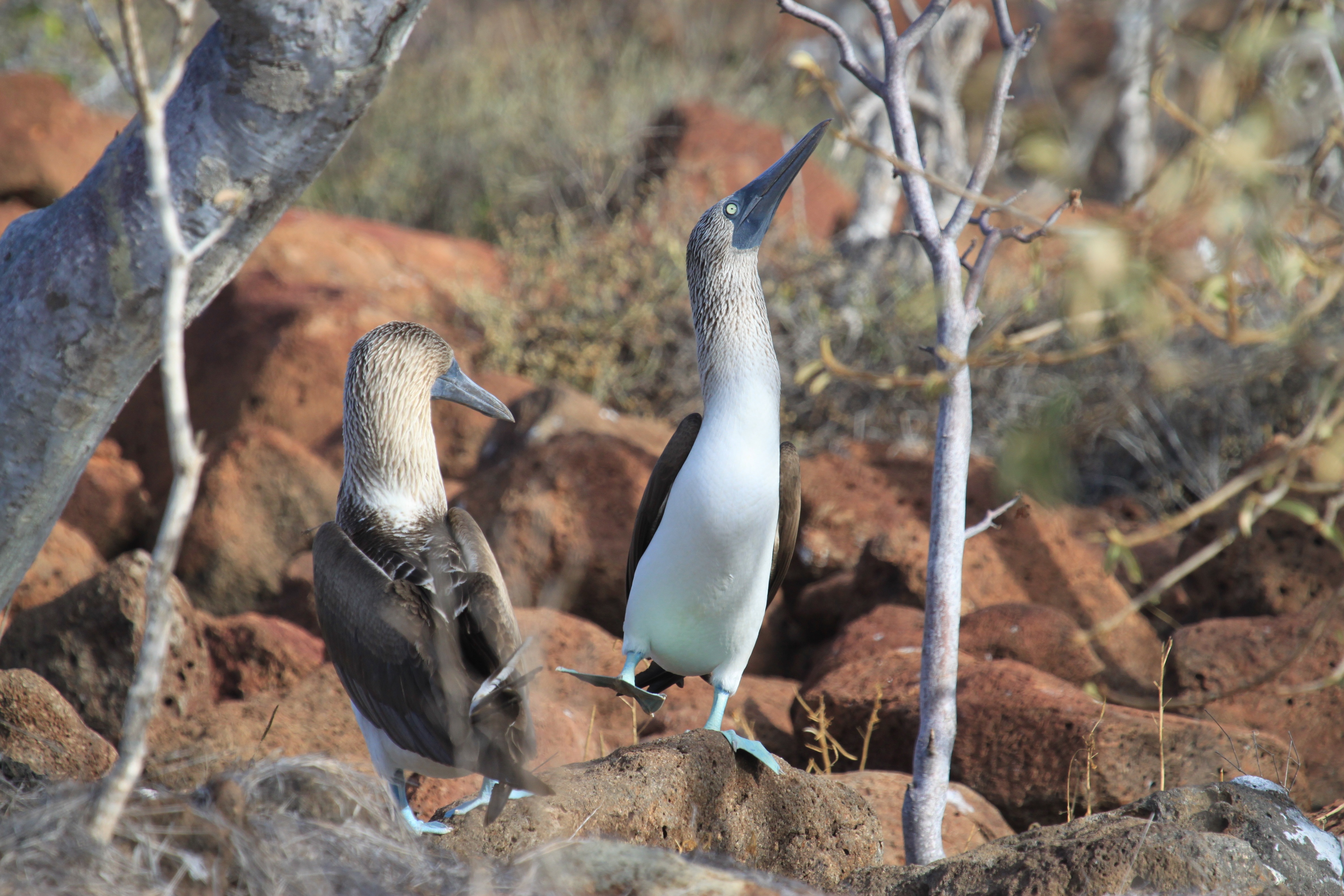 darwin, galapagos islands, 4K, blue, seabird, mating, perching, two, natural, vertebrate, animal family, land, stone, dance, focus on foreground, bird, HD Wallpaper