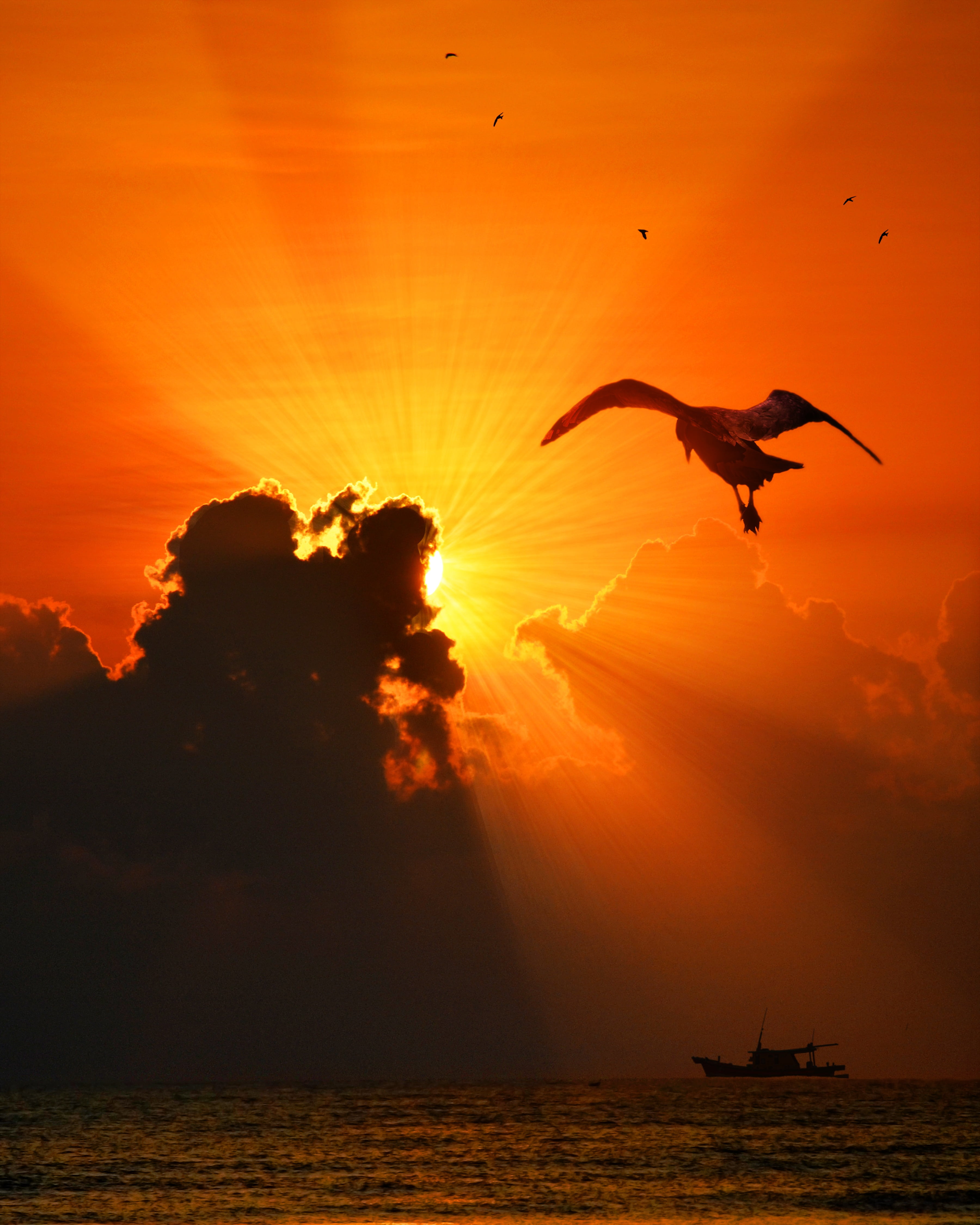 flight, animal themes, nature, 4K, island, beauty in nature, flying, scenics - nature, vertebrate, orange color, mid-air, life, animal, seagull, wing, Phone HD Wallpaper