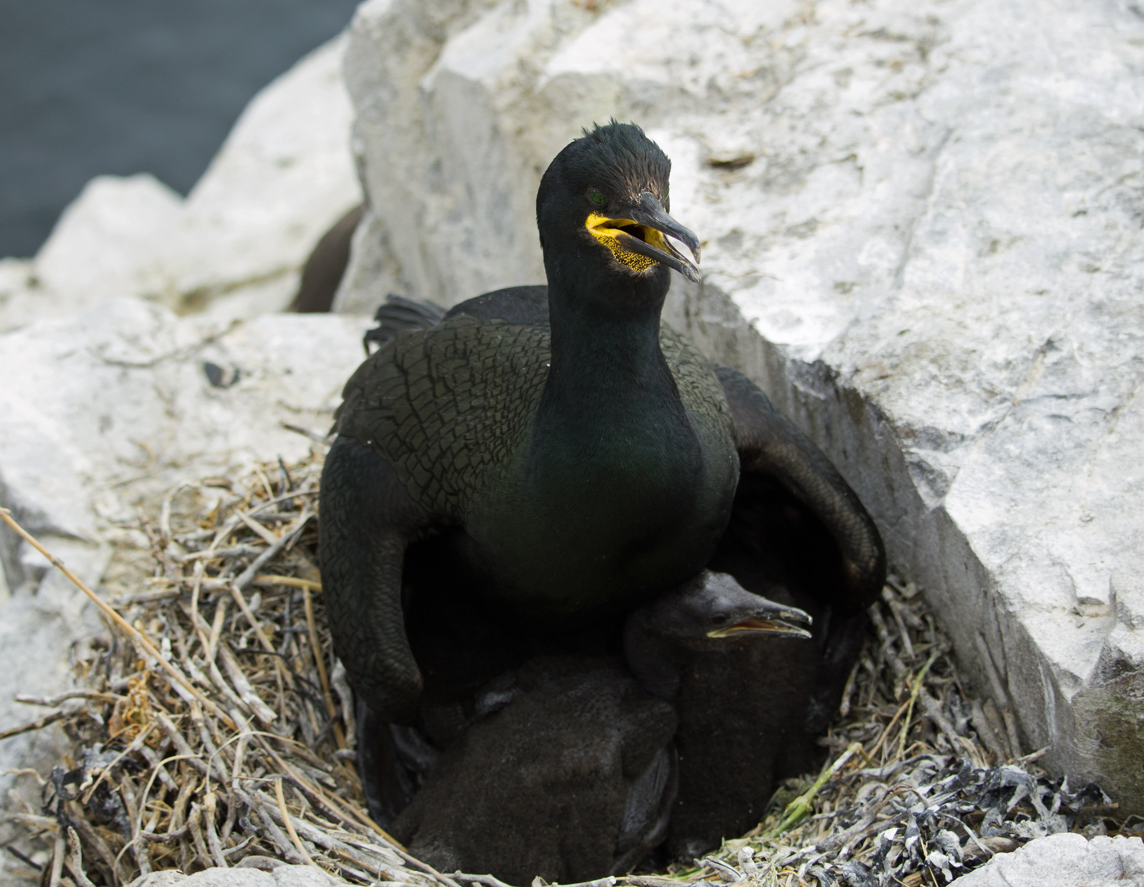 bird, phalacrocorax, seabird, cormorant, nesting, uk, hatchling, animal themes, ominous, farne, nature, farne islands, north sea, no people, wild, animal wildlife, HD Wallpaper