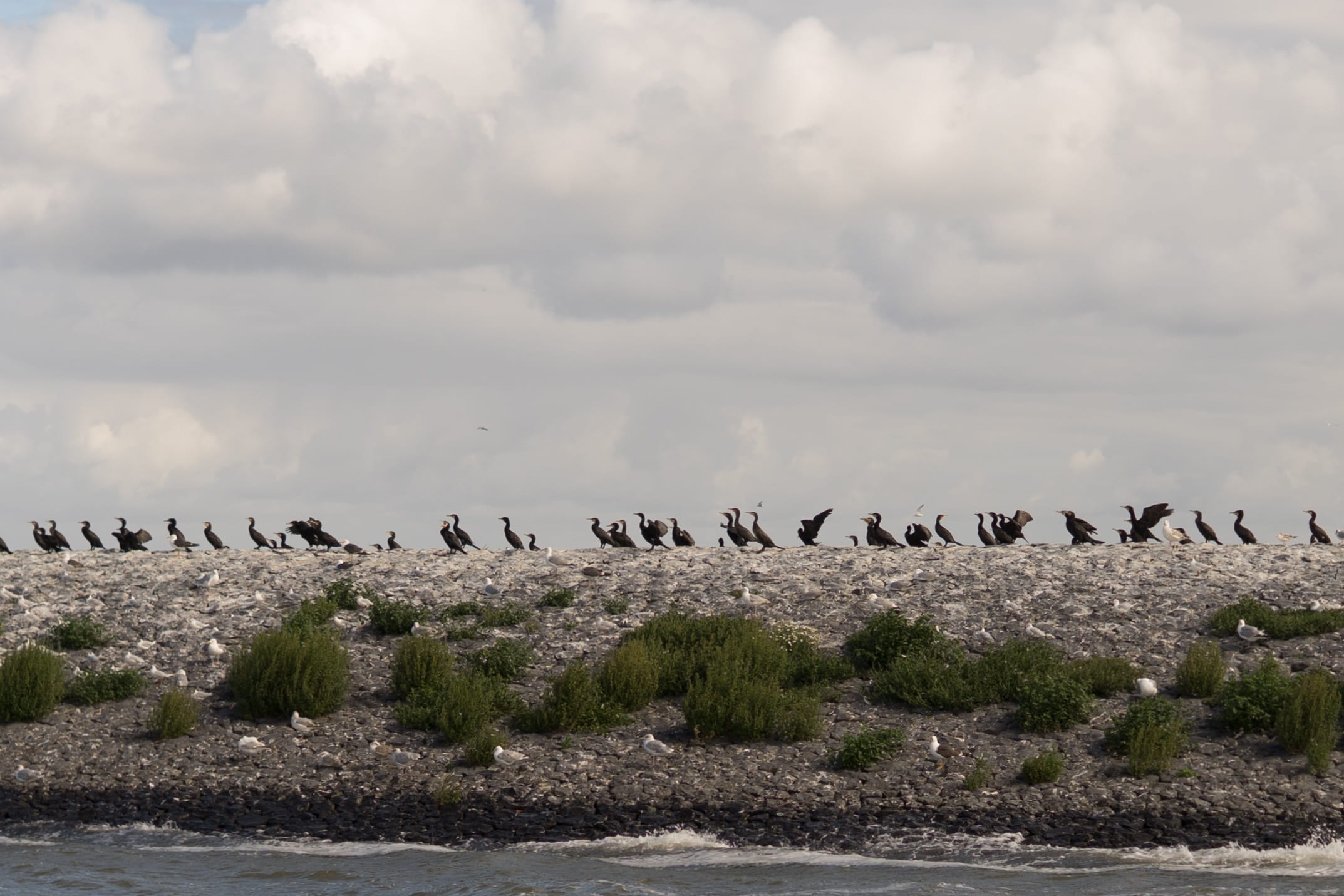 birds, animals in the wild, large group of animals, group of animals, wildlife, ocean, coast, travel, 1080P, beauty in nature, cloud - sky, park, land, HD Wallpaper