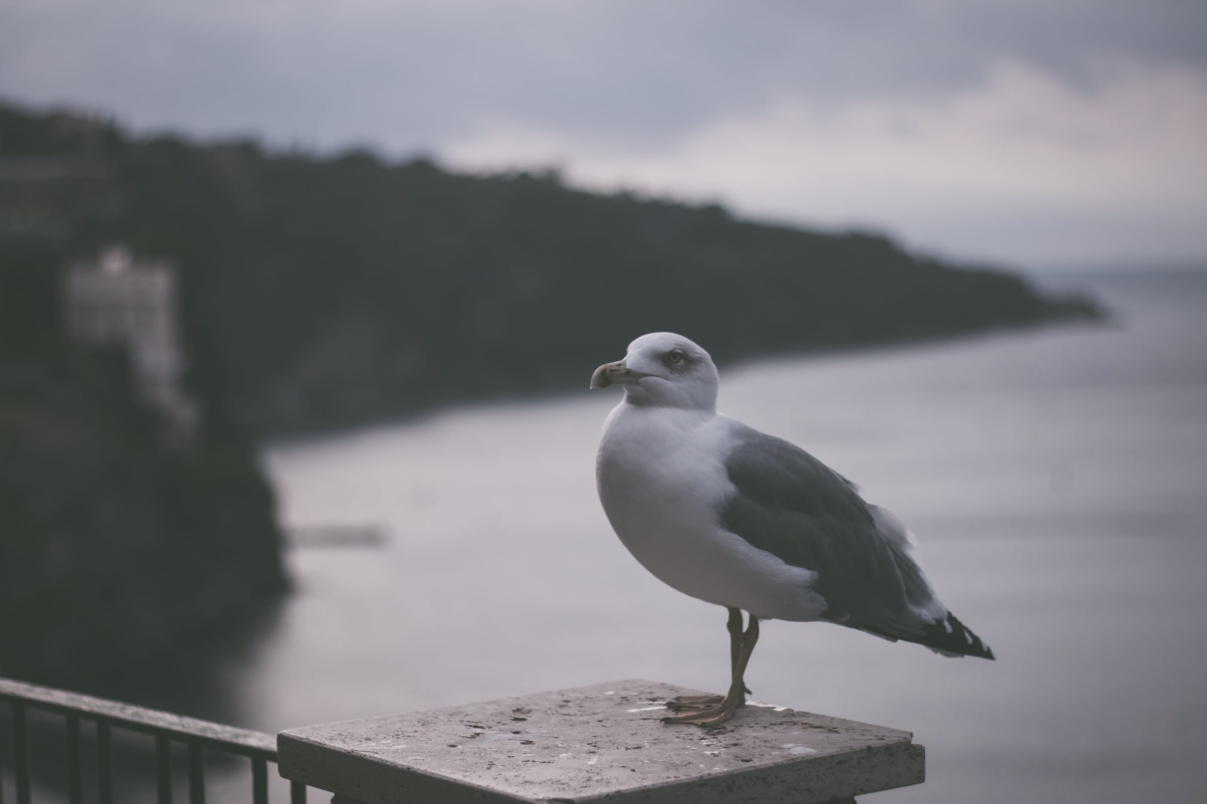 seabird, focus on foreground, vertebrate, wood - material, europe, one animal, day, natural, railing, animal, outdoors, italy, cliff, animal themes, sea, HD Wallpaper
