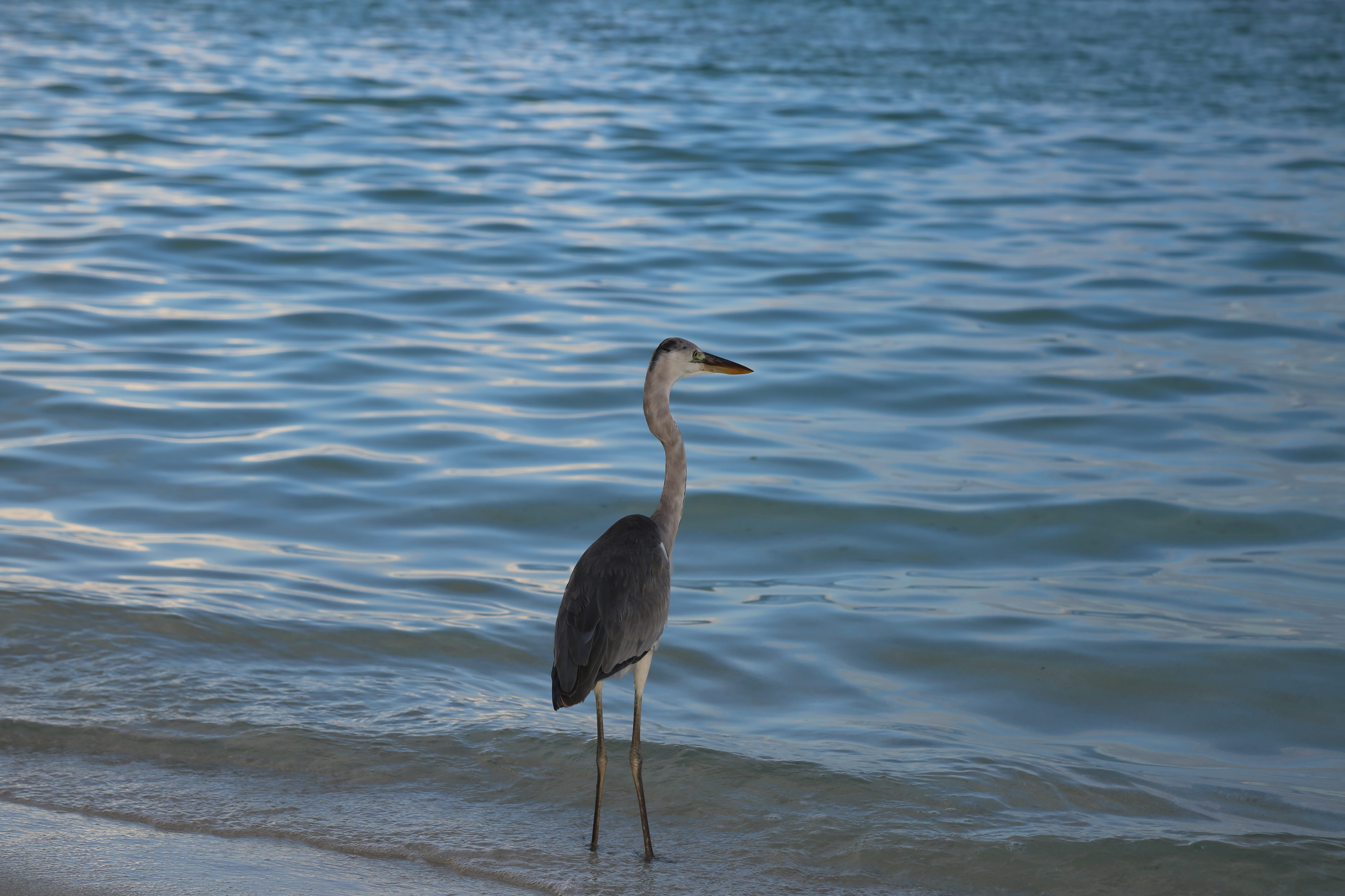 the cote dazur, gray heron, animals in the wild, animal, sea island, vertebrate, maldives, outdoors, water, seabirds, sea, no people, animal wildlife, beach, HD Wallpaper