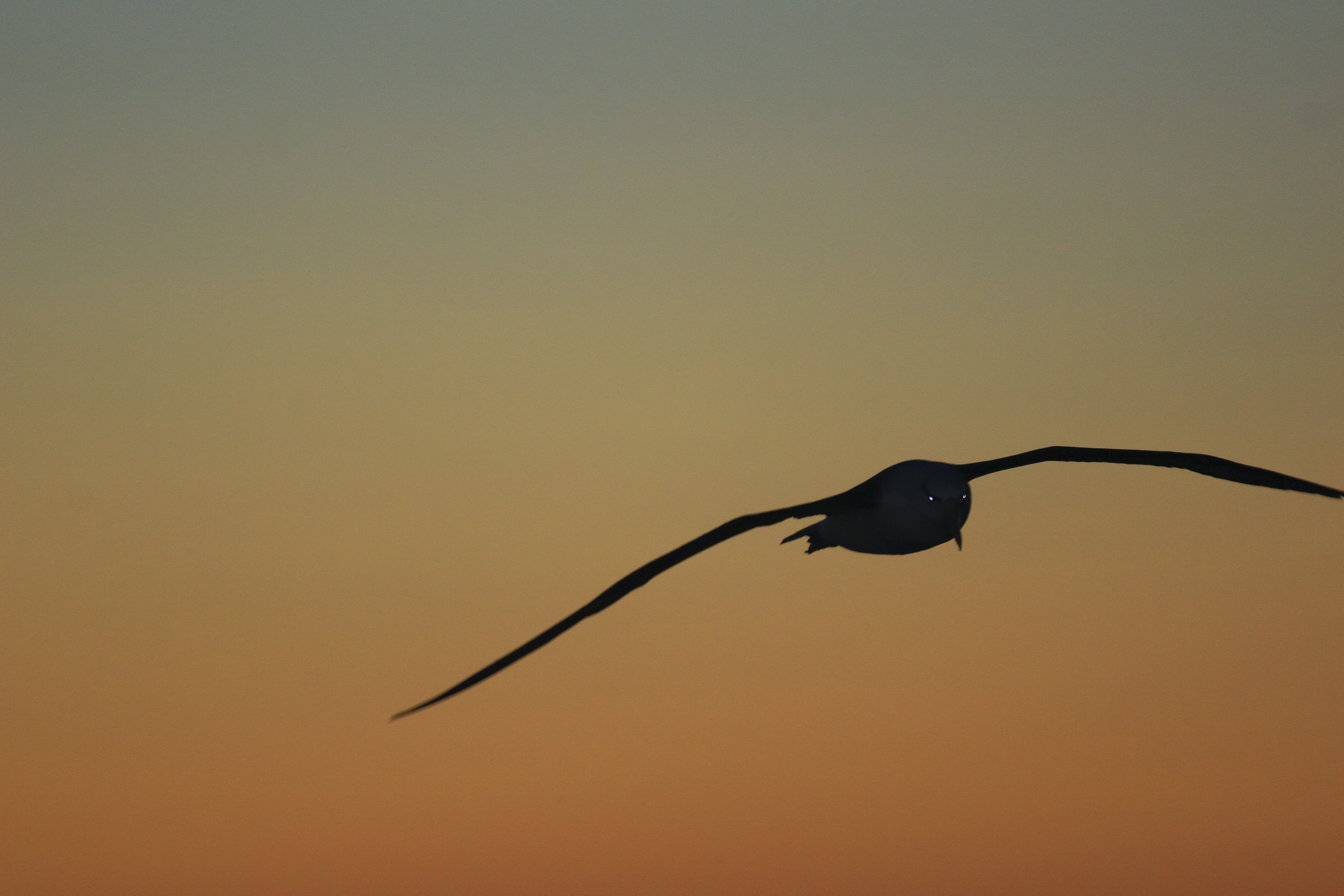 clear sky, silhouette, studio shot, outdoors, seabird, phoenix, nature, animal wildlife, beauty in nature, 4K, animals in the wild, fly, malvinas, animal themes, HD Wallpaper