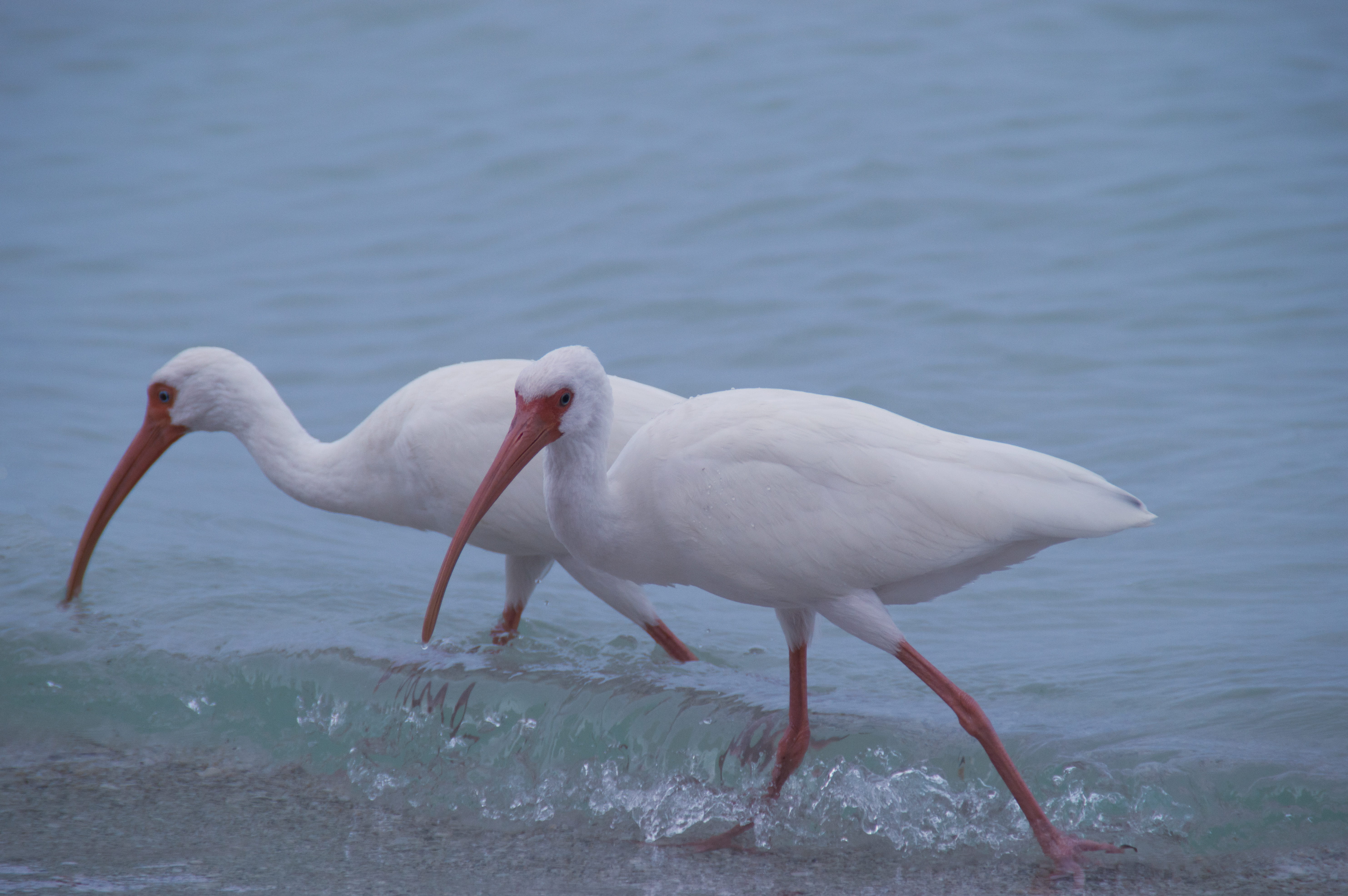 sea, bean point, seabirds, beach, watching, animal wildlife, shore birds, vertebrate, freshwater bird, animal neck, nature, anna maria, day, animals in the wild, HD Wallpaper