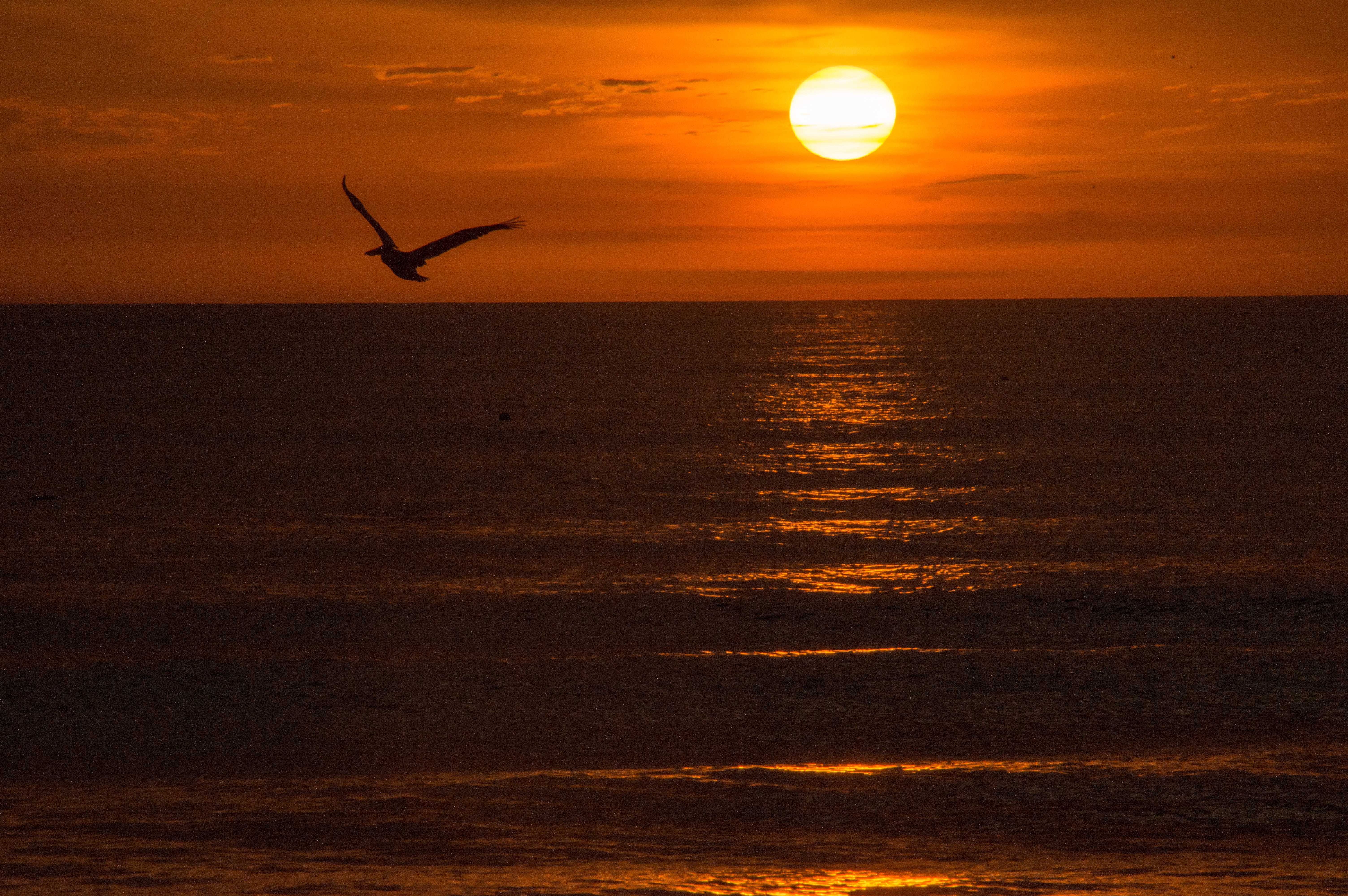seabirds, animal wildlife, animal themes, animals in the wild, sun, seagull, one animal, 5K, united states, animal, flying, gulf of mexico, birds, pelican, HD Wallpaper