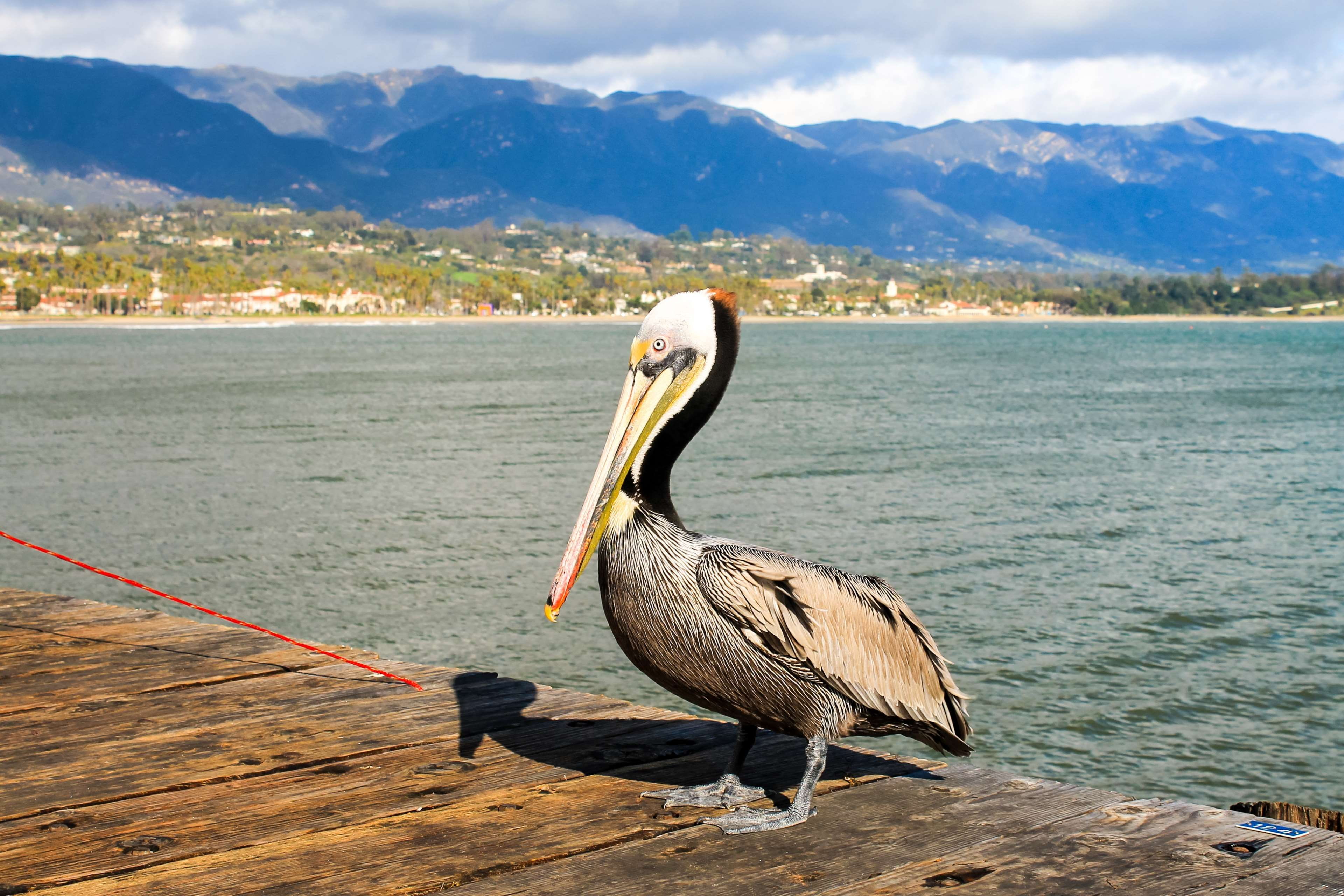 one animal, dock, t, santa barbara, animal wildlife, animals in the wild, scenics - nature, pelican, beauty in nature, shoreline, perching, beautiful, outdoors, HD Wallpaper