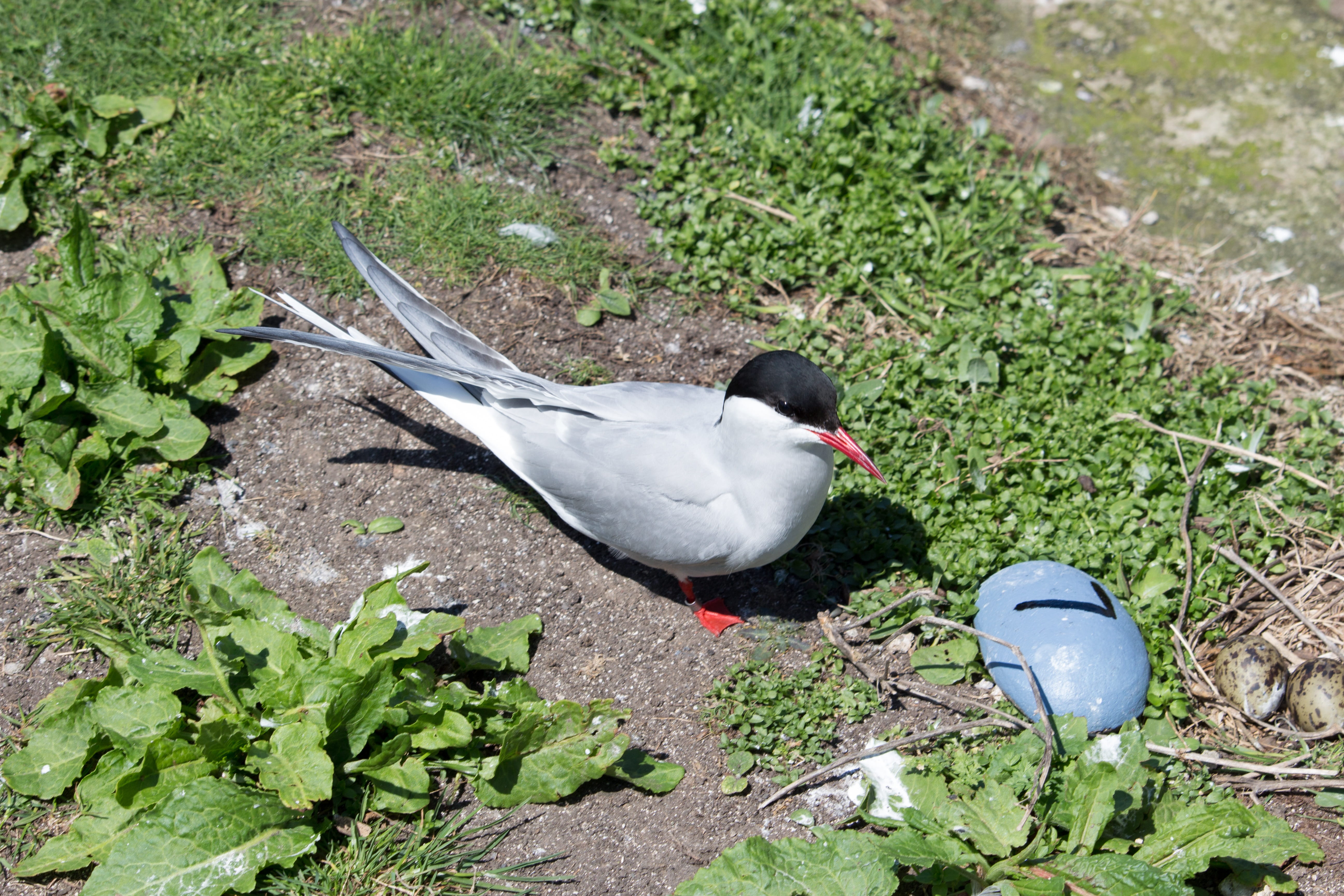 Northumberland, arctic, Farne, vertebrate, outdoors, land, 5K, farne islands, Arctic Tern, animal themes, duck, grass, high angle view, no people, field, HD Wallpaper