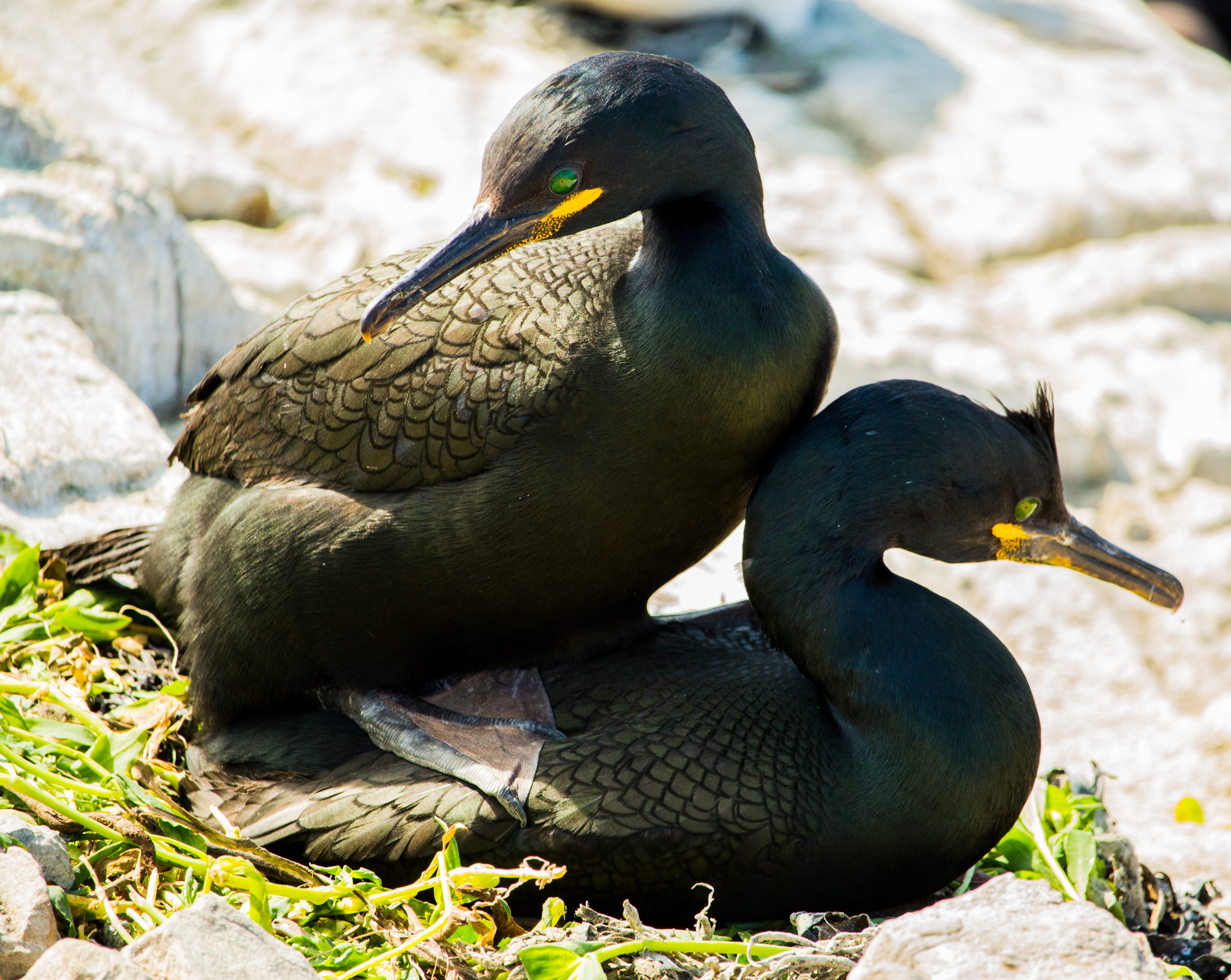 4K, Bird, phalacrocorax, sunlight, cormorant, farne, nature, northumberland, animal wildlife, Shags, solid, group of animals, Mating, vertebrate, uk, relaxation, HD Wallpaper