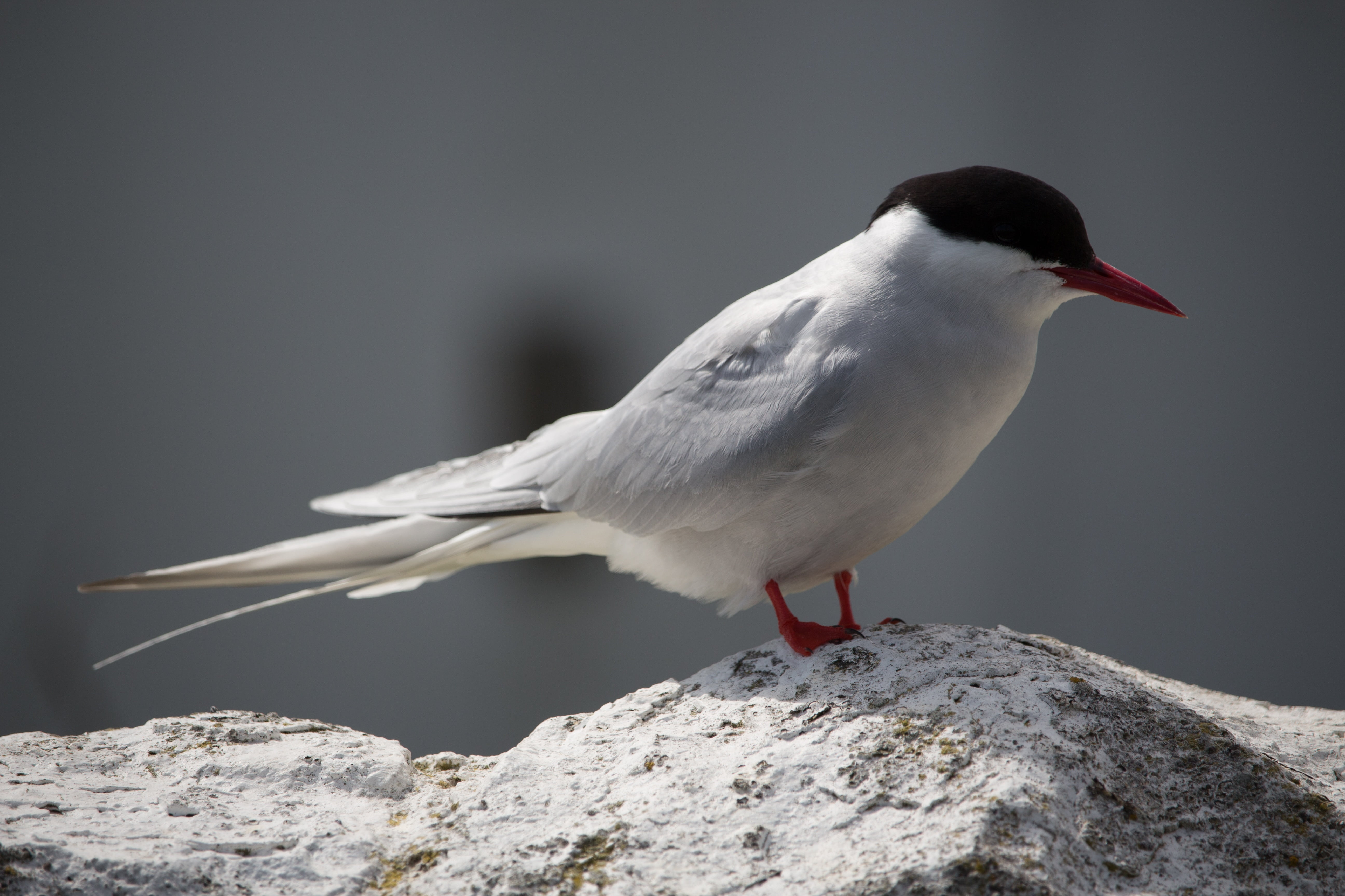 rock, animal wildlife, vertebrate, outdoors, solid, one animal, northumberland, day, arctic tern, seabird, ornithology, animals in the wild, flying, focus on foreground, HD Wallpaper