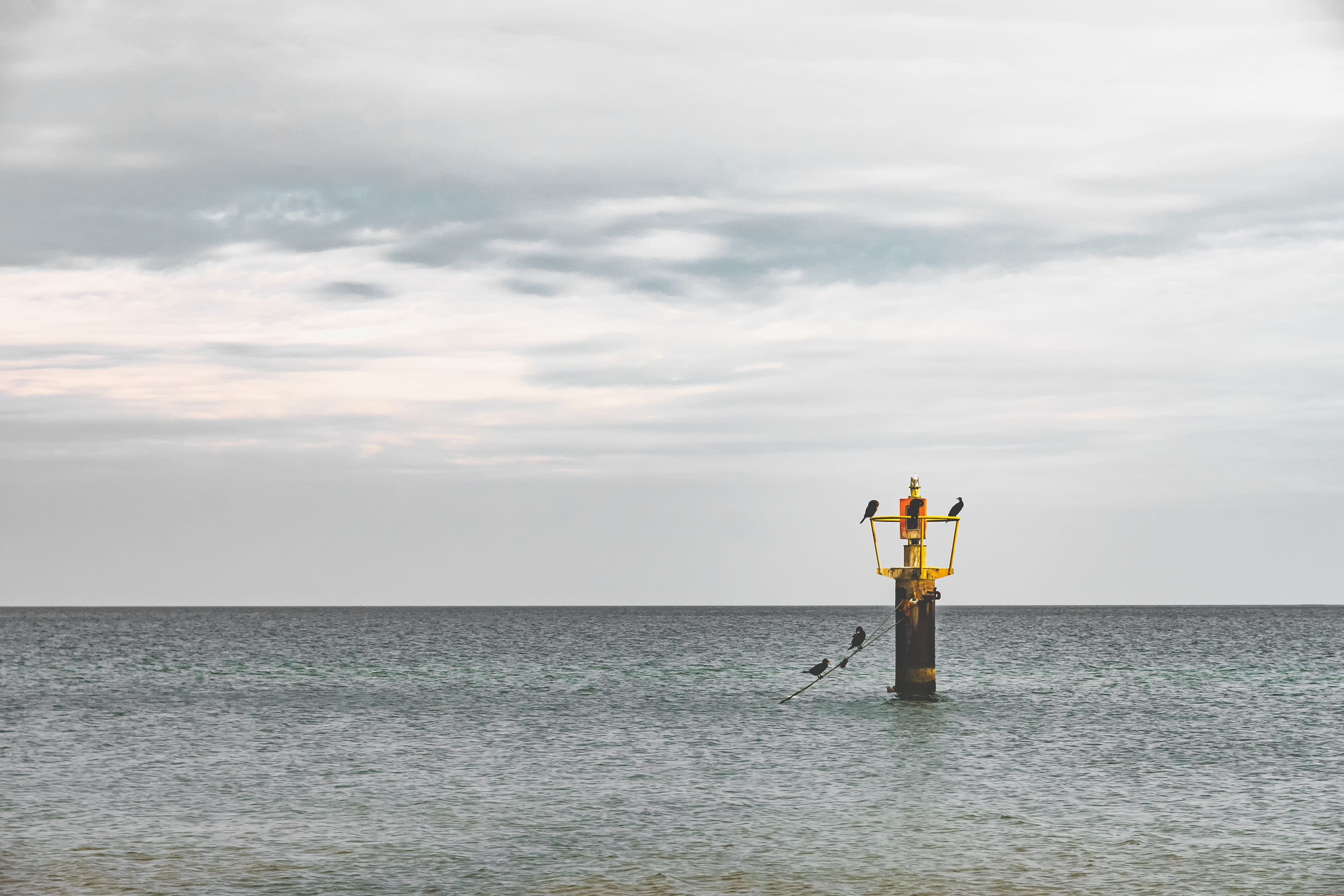 waiting, Sea, outdoors, 4K, seabird, animal, birds, horizon over water, ocean, cloud - sky, wildlife, looking, fish, tranquil scene, standing, Pole, scenics - nature, HD Wallpaper