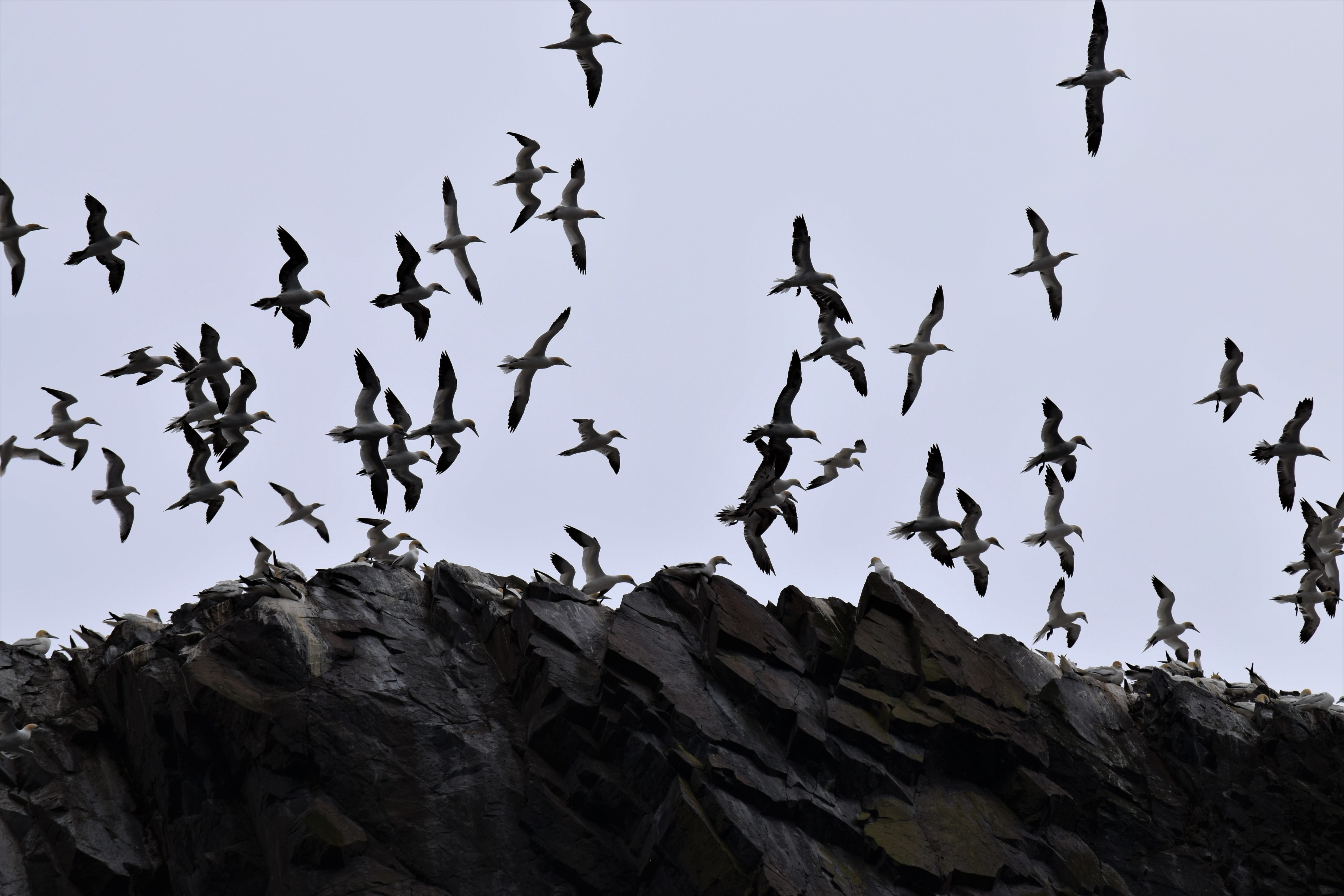 flock of birds, animals in the wild, low angle view, animal themes, lighthouse, solid, shore, natural, rock - object, 5K, sky, bird, Flight, Soaring, animal wildlife, HD Wallpaper
