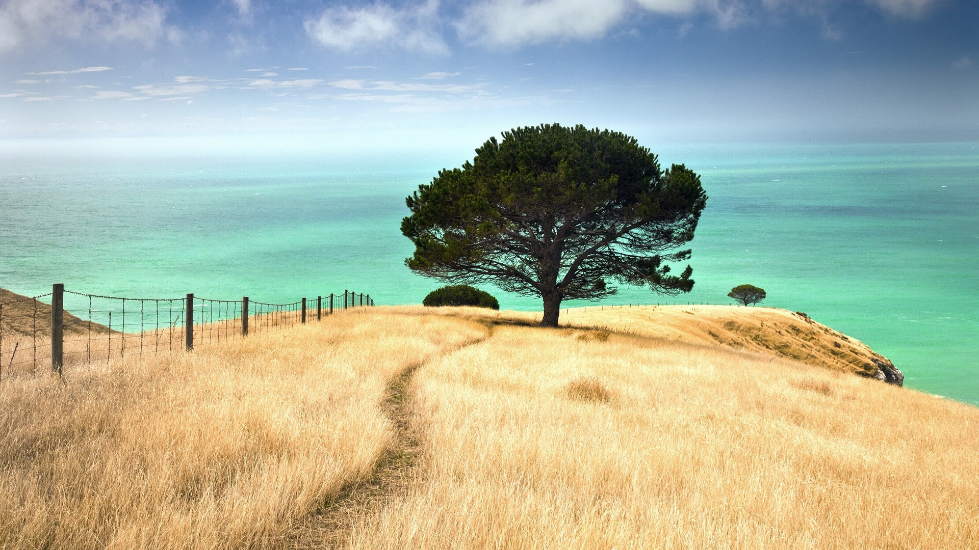 bay, New Zealand, art, 1080P, nature, hd, Trees, zealand, new, canterbury, HD Wallpaper