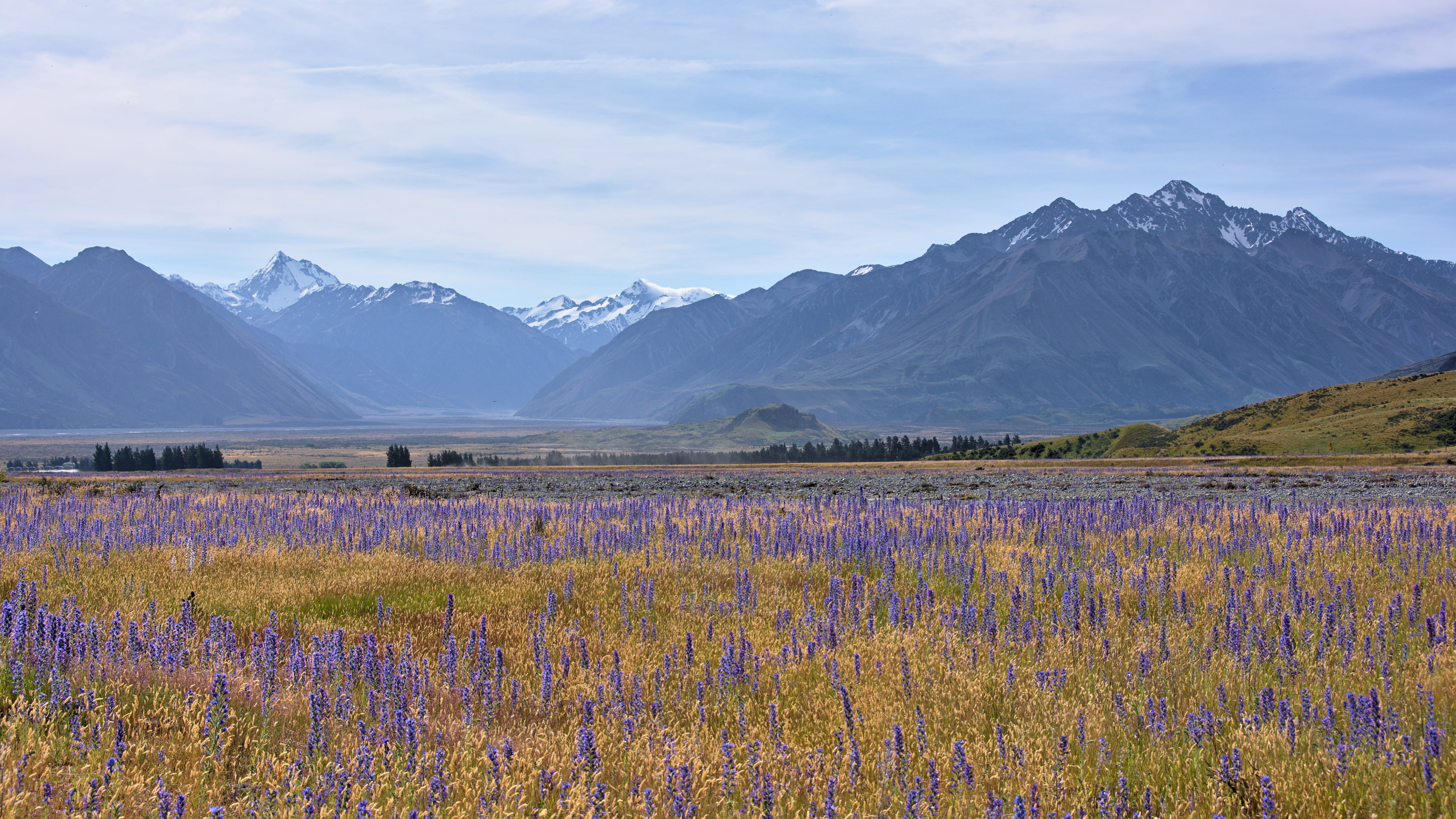 scenics - nature, flowering plant, tranquility, echium vulgare, filming location, mount darchiac, lord of the rings, purple, mount sunday, flower, ashburton lakes, HD Wallpaper