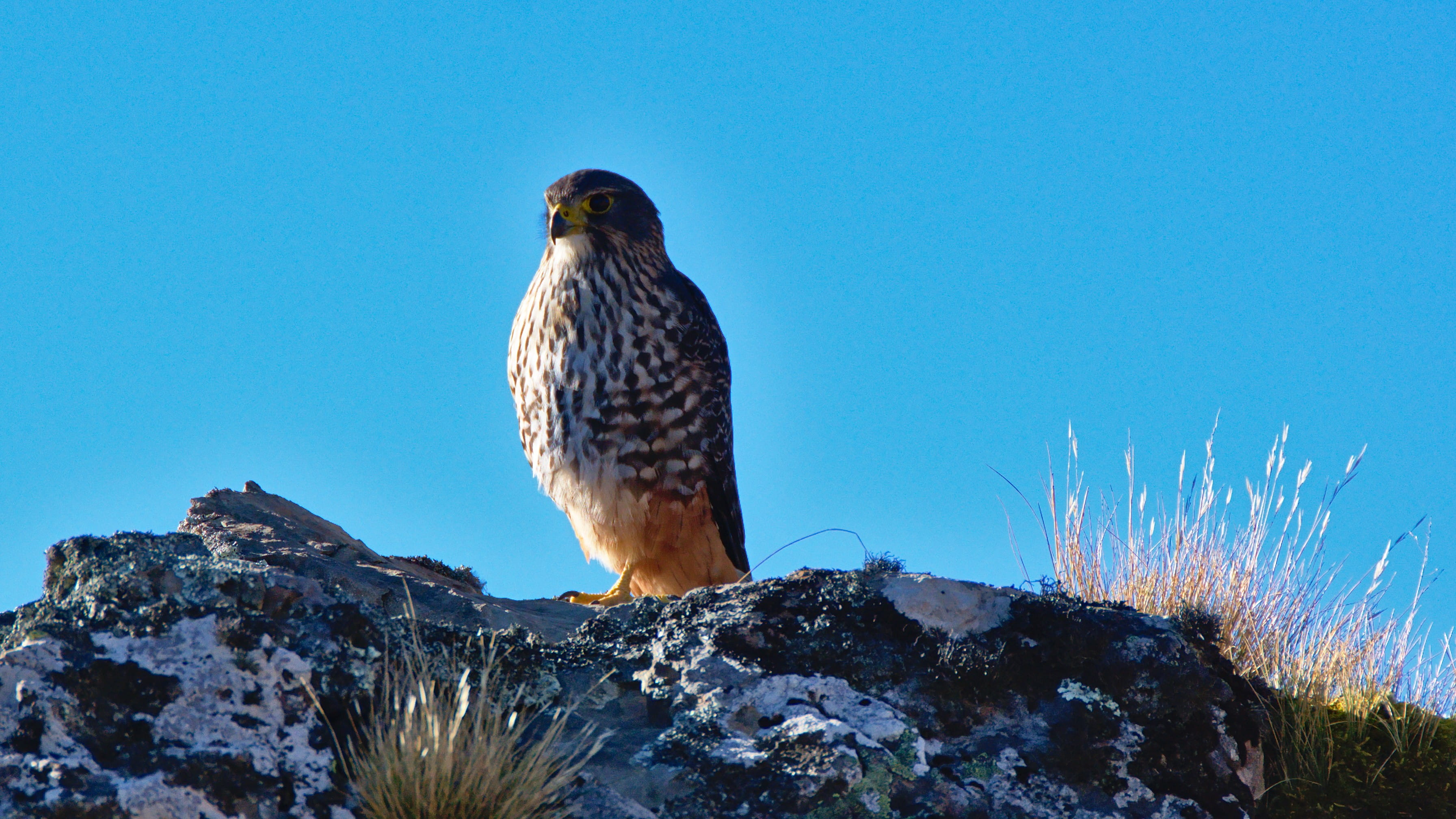 vertebrate, animals in the wild, perching, outdoors, canterbury, no people, animal wildlife, clear sky, sparrow hawk, bird of prey, mt somers track, new zealand falcon, HD Wallpaper