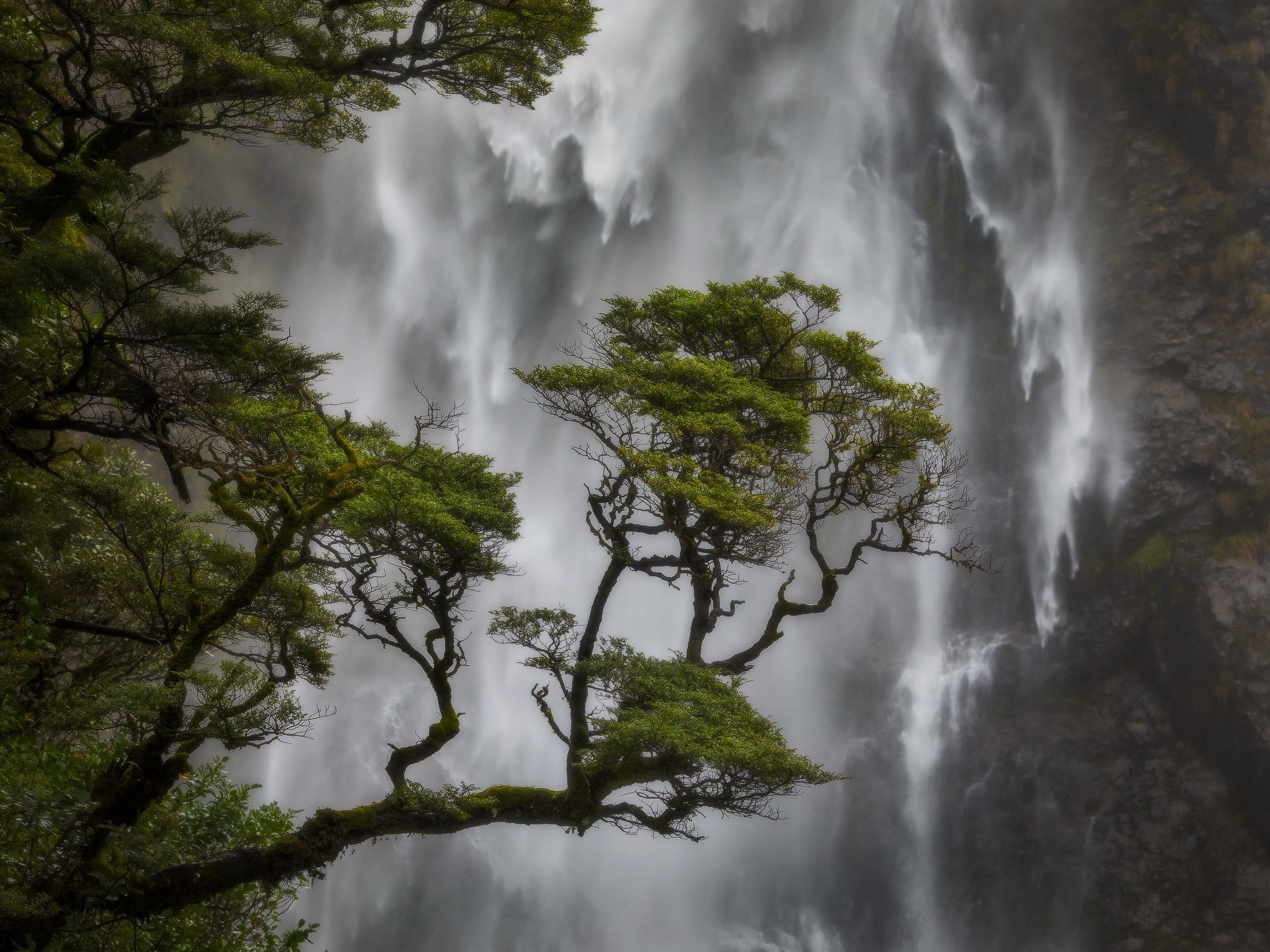 Arthurs Pass National Park, pine, Devils Punchbowl Waterfall, 1080P, New Zealand, National Park Arthurs Pass, waterfall, Canterbury, tree, HD Wallpaper