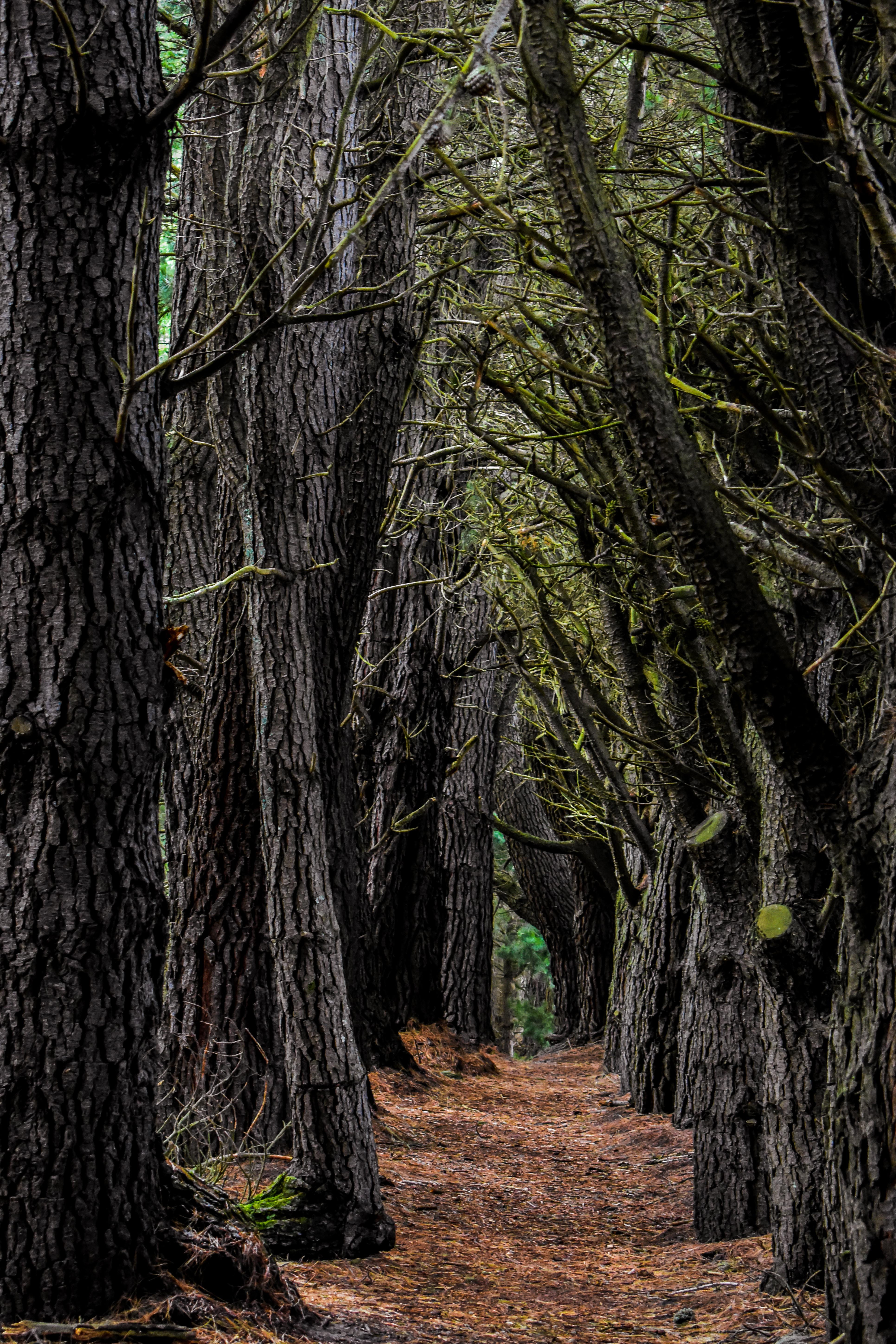 rainforest, trunk, tree trunk, canterbury, the way forward, tree, 5K, trail, direction, branch, outdoors, land, beauty in nature, forest, woodland, plant part, Phone HD Wallpaper